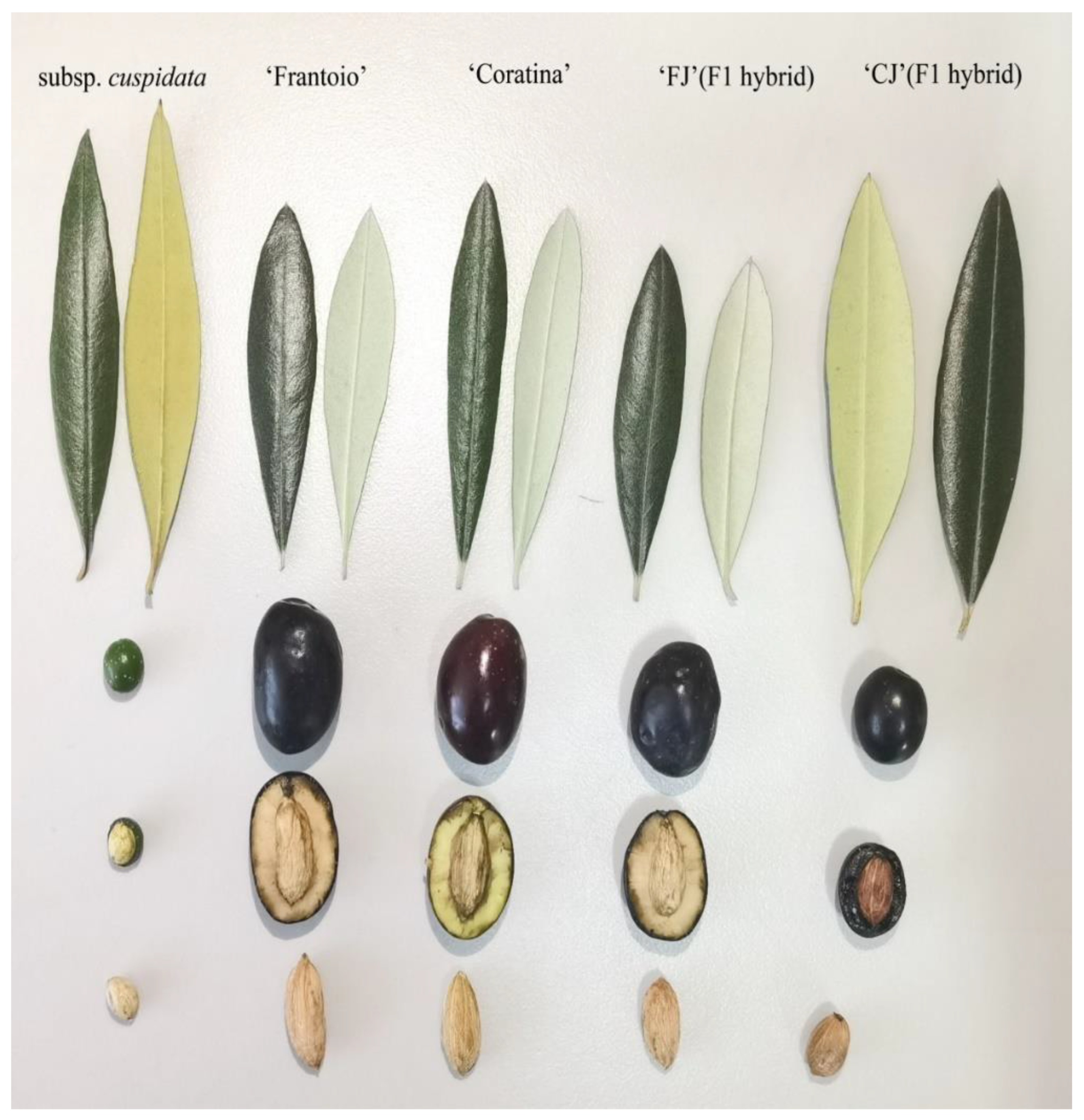 12 types of olives and their characteristics