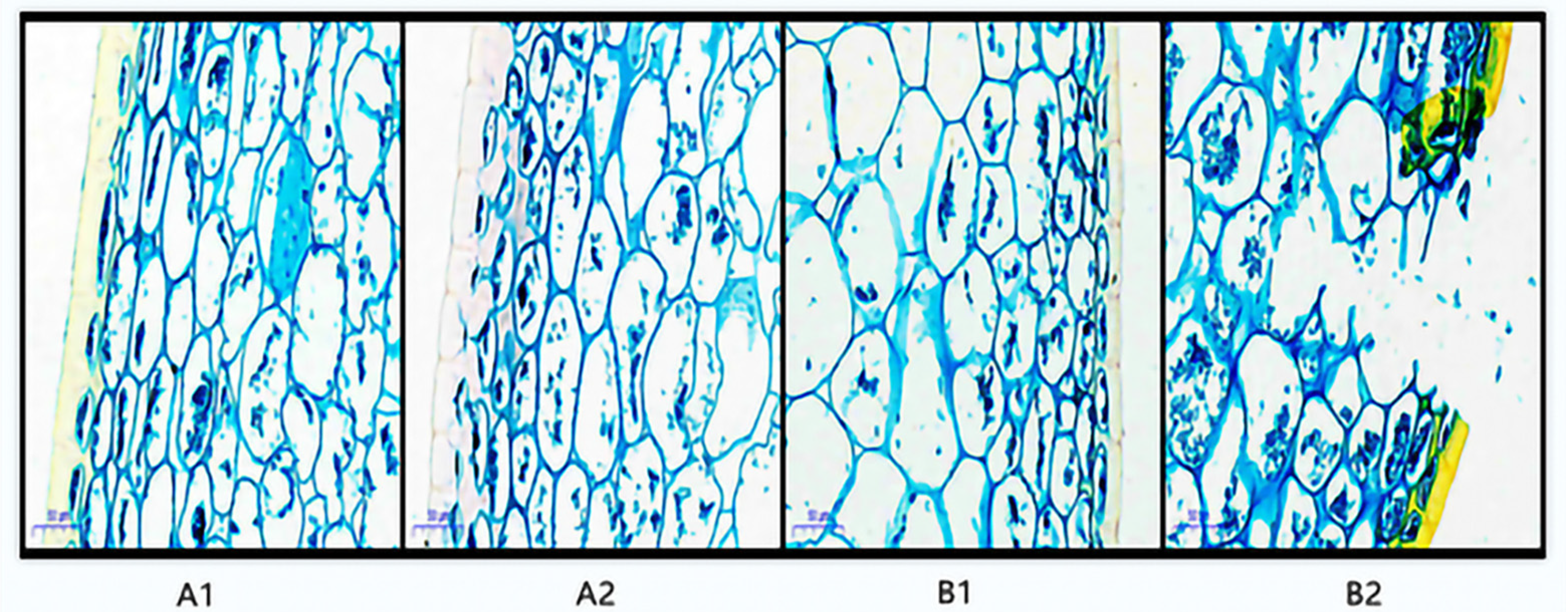 Horticulturae 07 00242 g002 Horticulturae 07 00242 g002