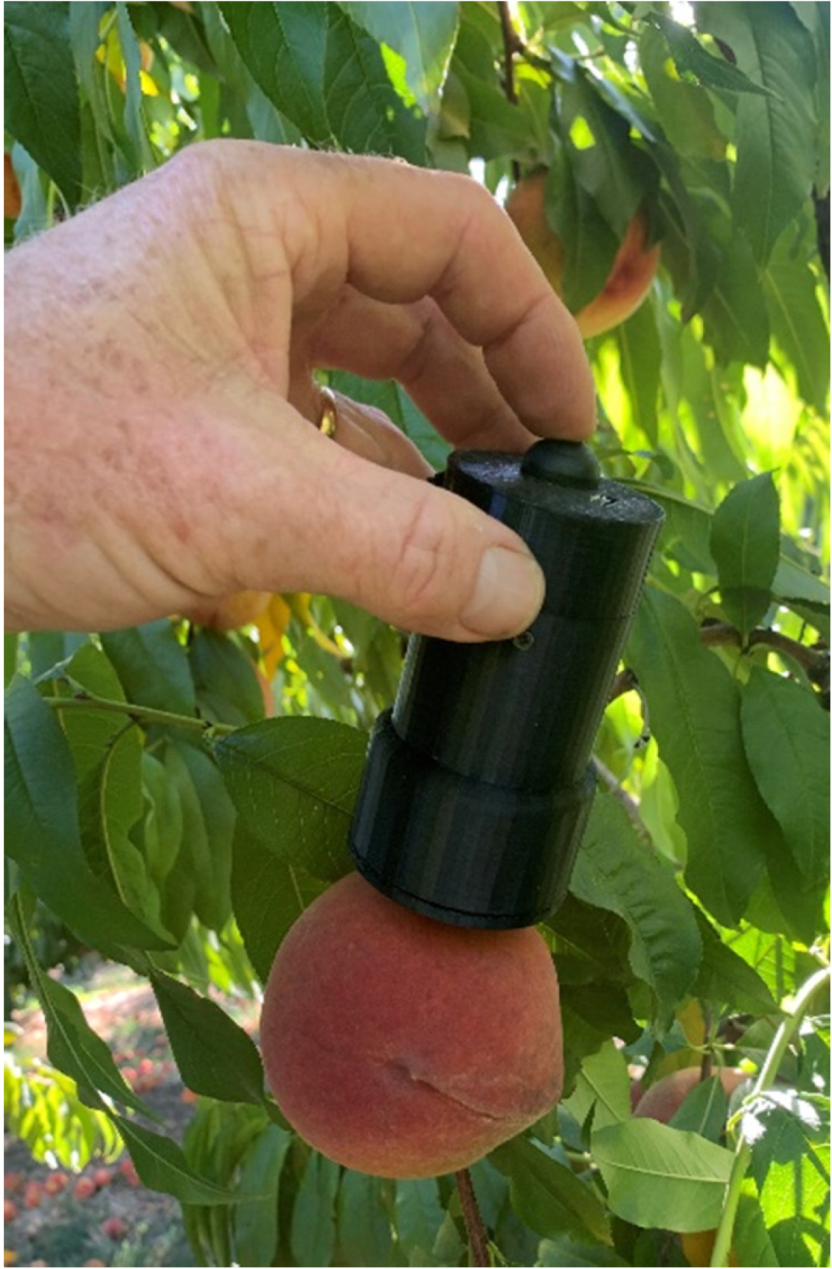 Horticulturae 07 00255 g002 Horticulturae 07 00255 g002