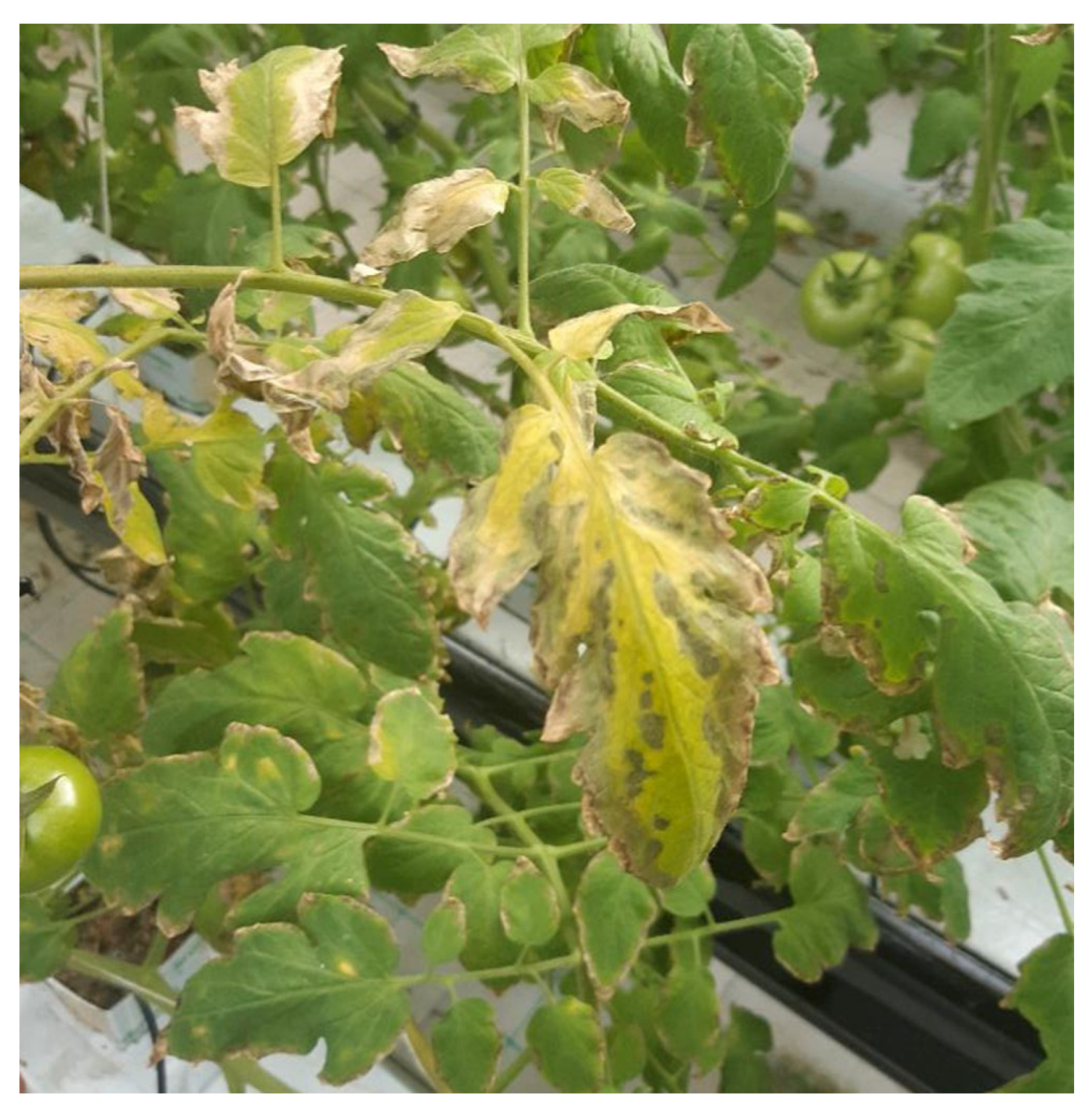 Horticulturae 07 00297 g006