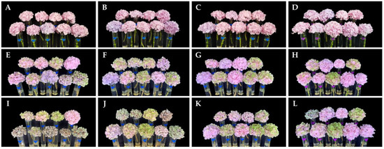 Preservative solutions extends flower vase life of lilac