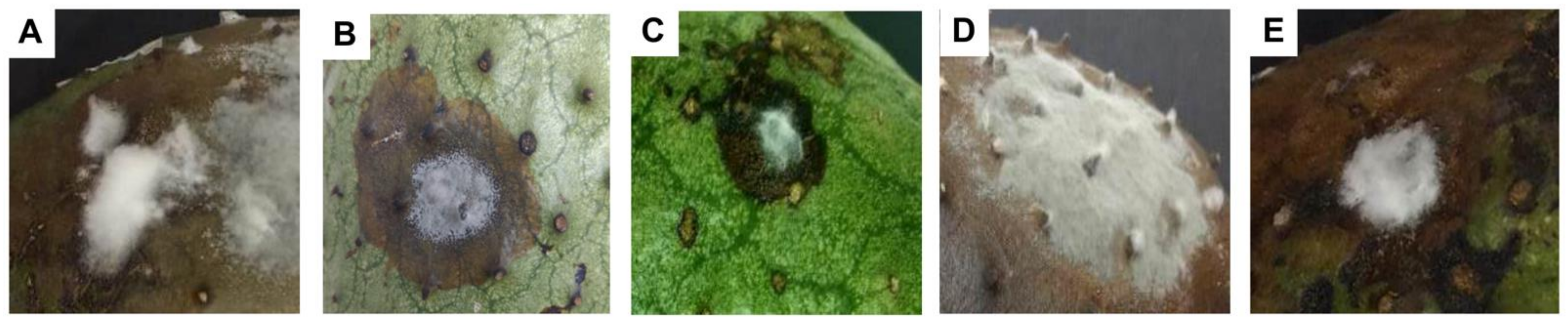 Horticulturae 07 00471 g002 Horticulturae 07 00471 g002