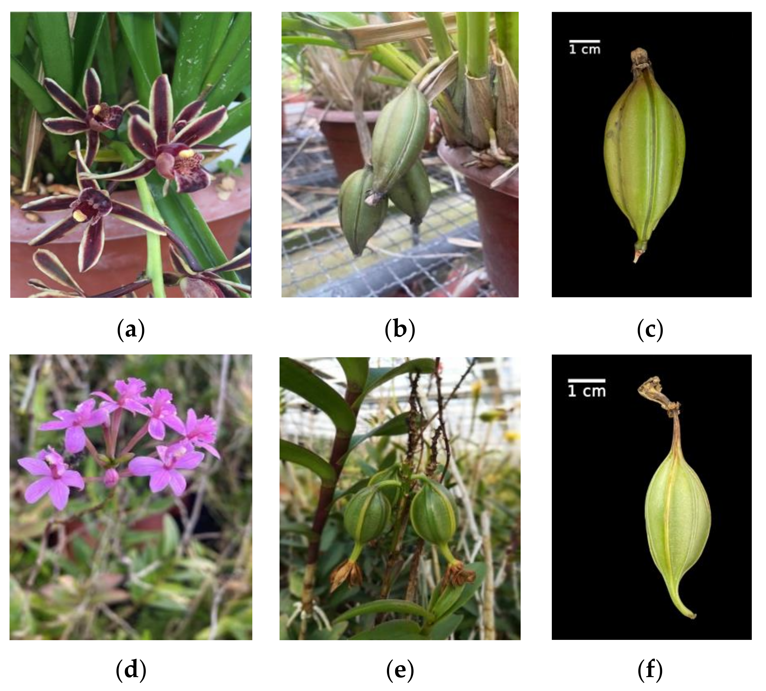 Horticulturae | Free Full-Text | Mycorrhizal Compatibility and 