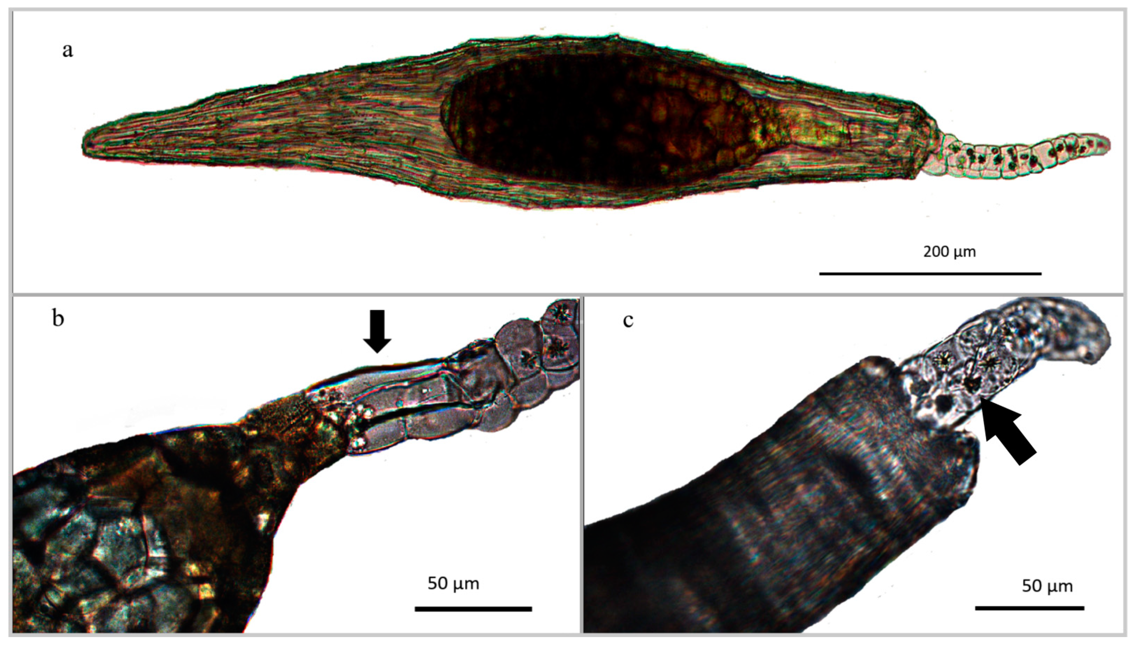 Horticulturae 07 00480 g001