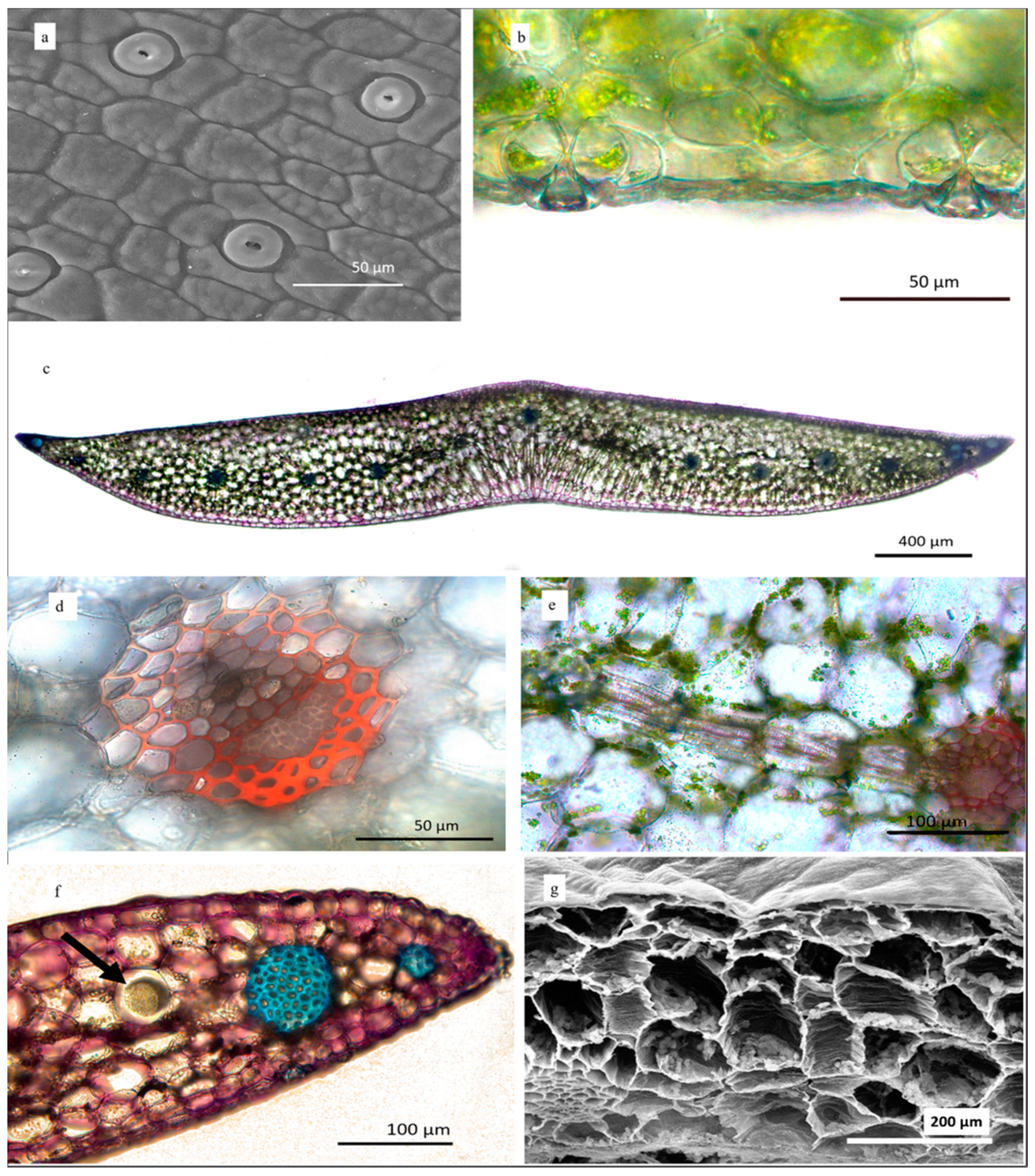 Horticulturae 07 00480 g004