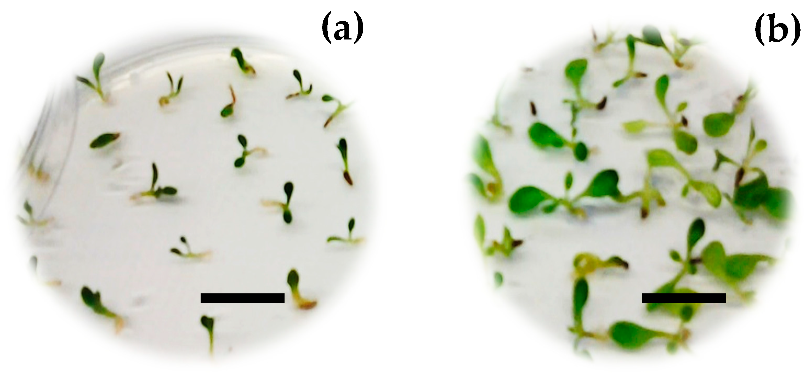 Horticulturae 07 00486 g002