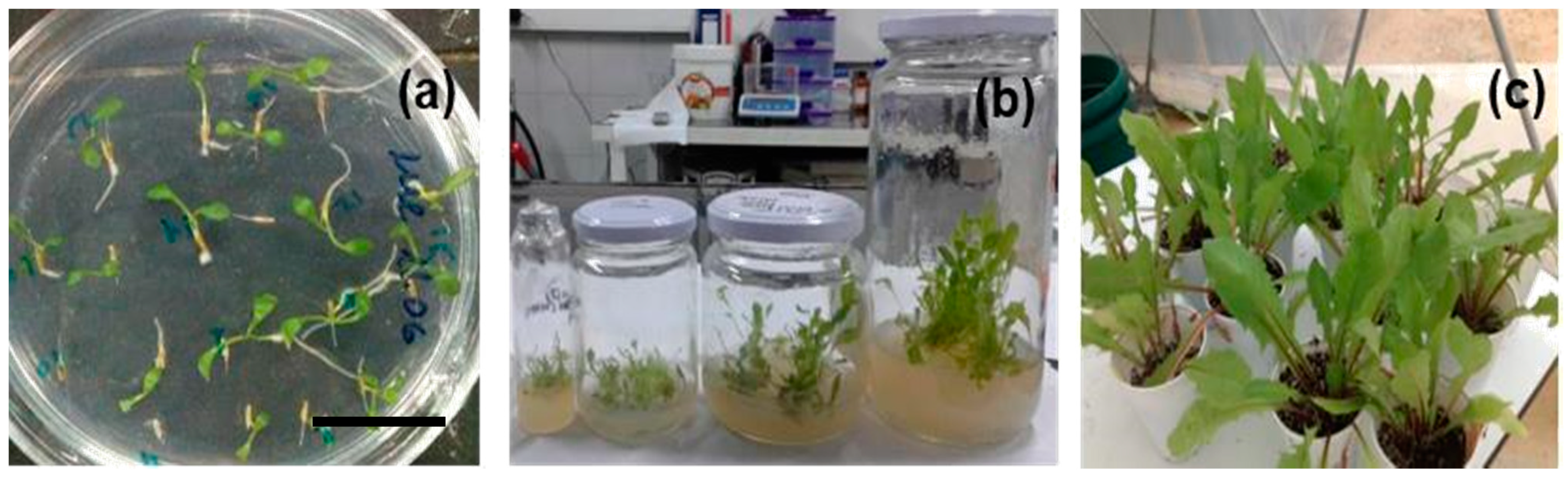 Horticulturae 07 00486 g004