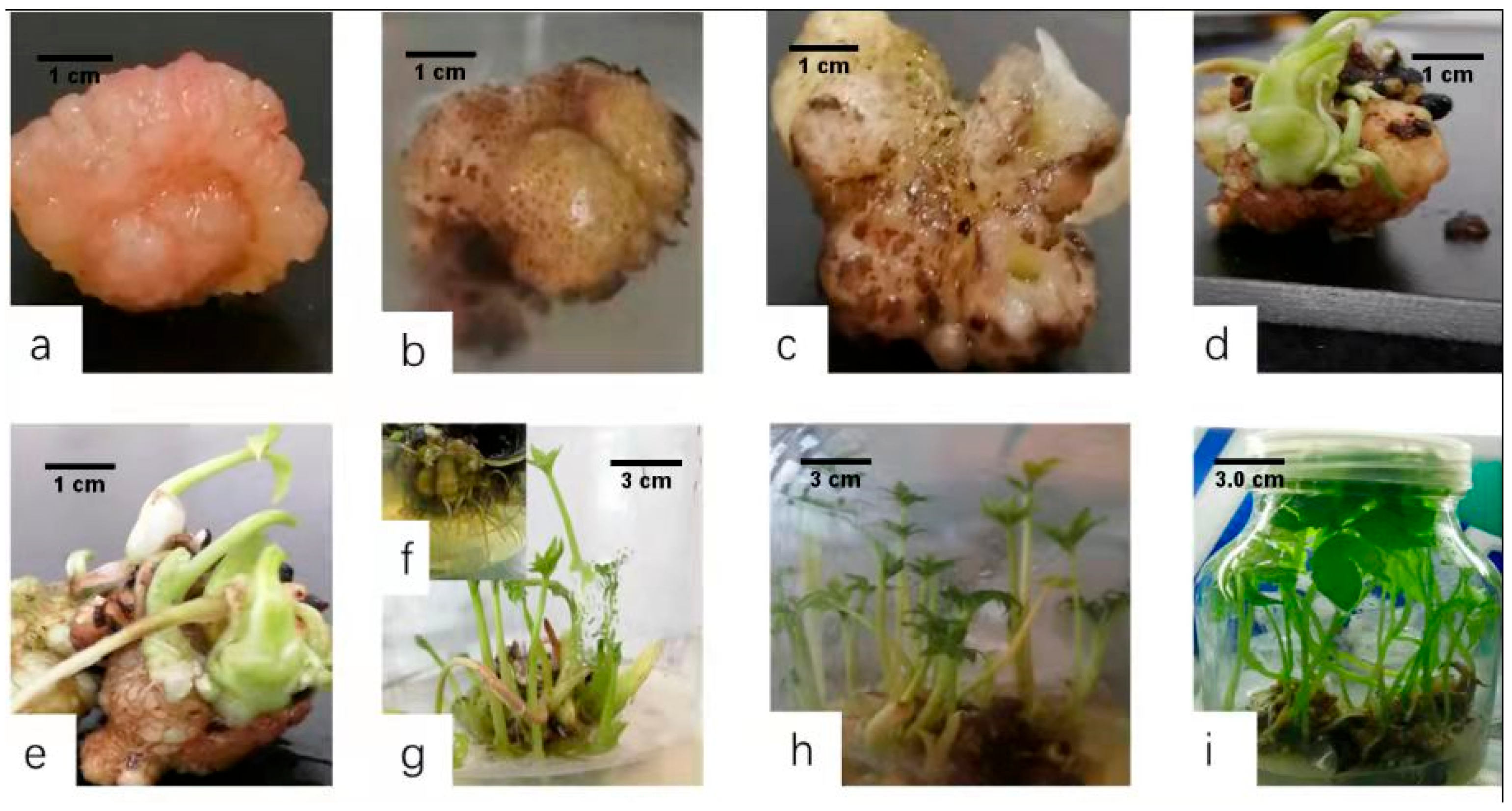 Horticulturae 07 00497 g004