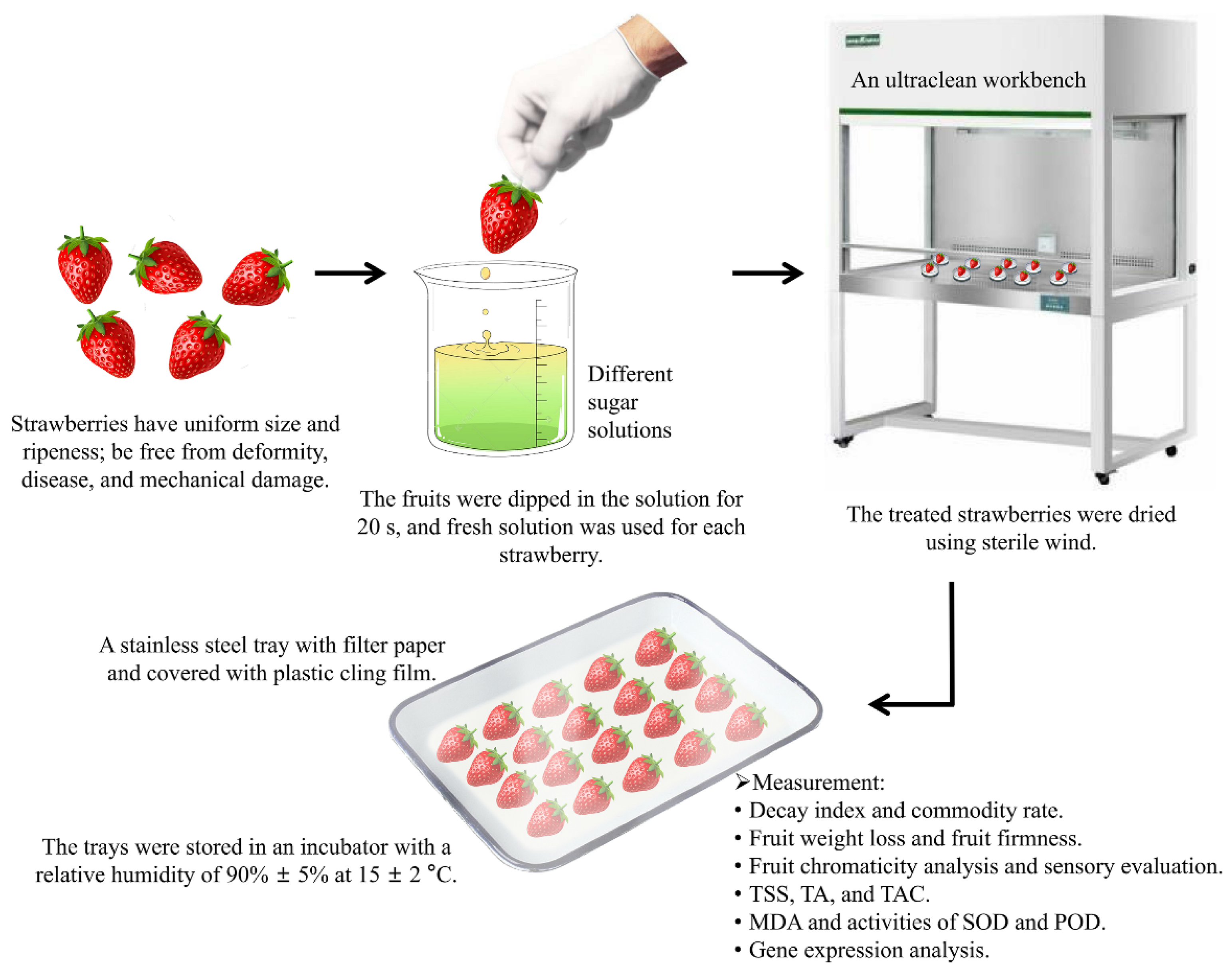Horticulturae | Free Full-Text | Impact of Chitosan, Sucrose, Glucose, and  Fructose on the Postharvest Decay, Quality, Enzyme Activity, and  Defense-Related Gene Expression of Strawberries