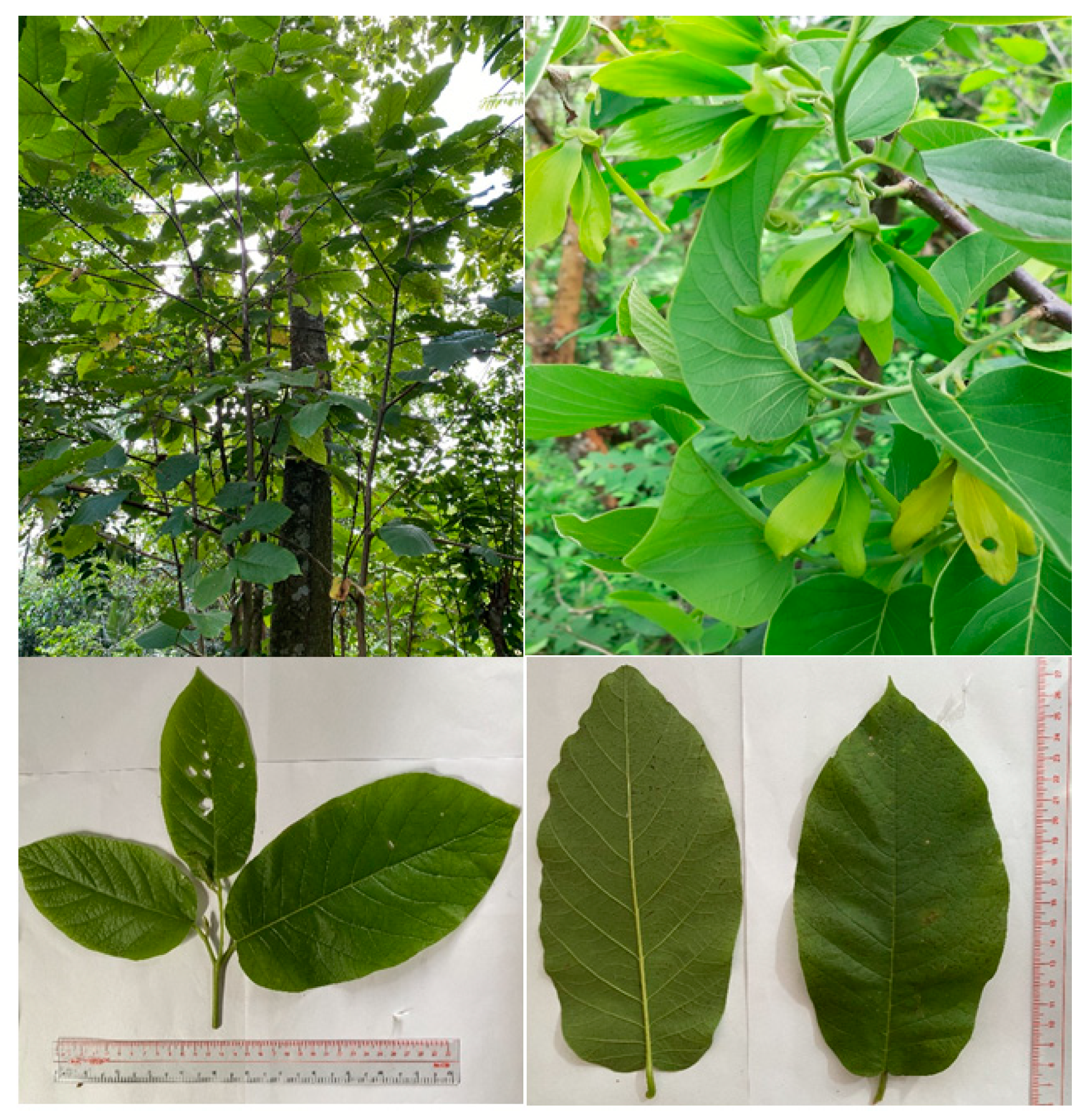 Horticulturae 07 00555 g001