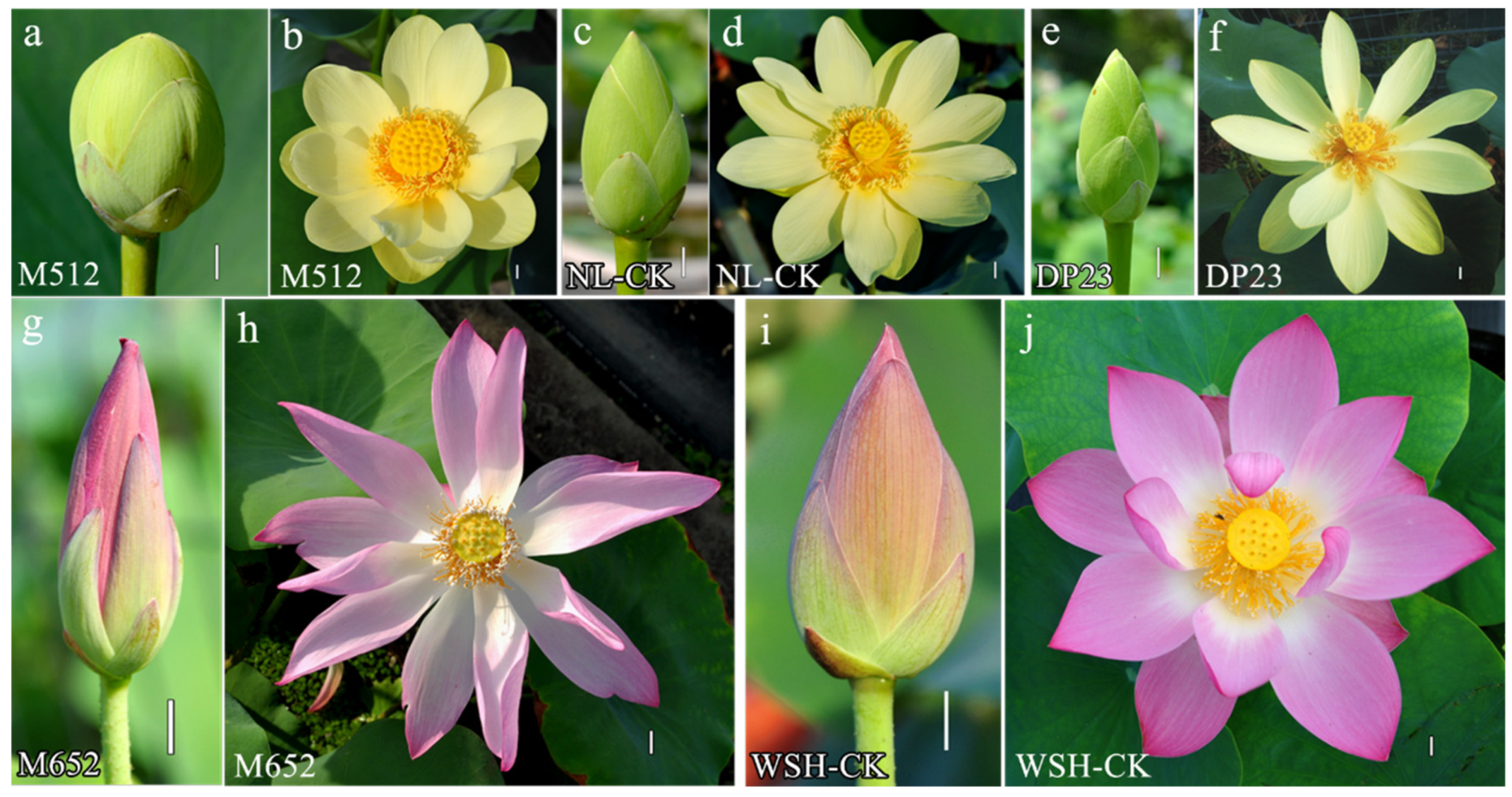 Horticulturae | Free Full-Text | Characterization of Genomic Variation from  Lotus (Nelumbo Adans.) Mutants with Wide and Narrow Tepals