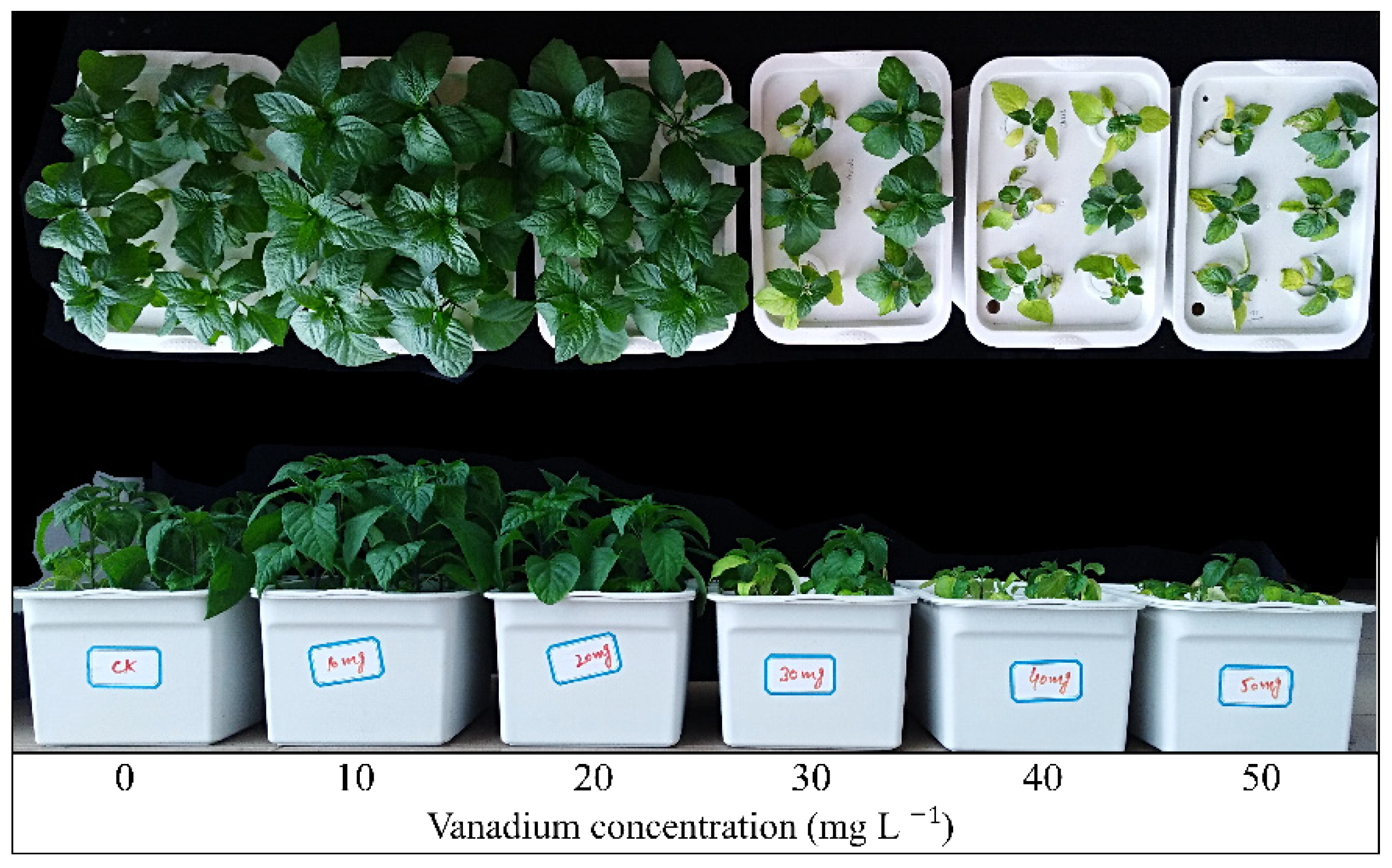Horticulturae 08 00028 g001