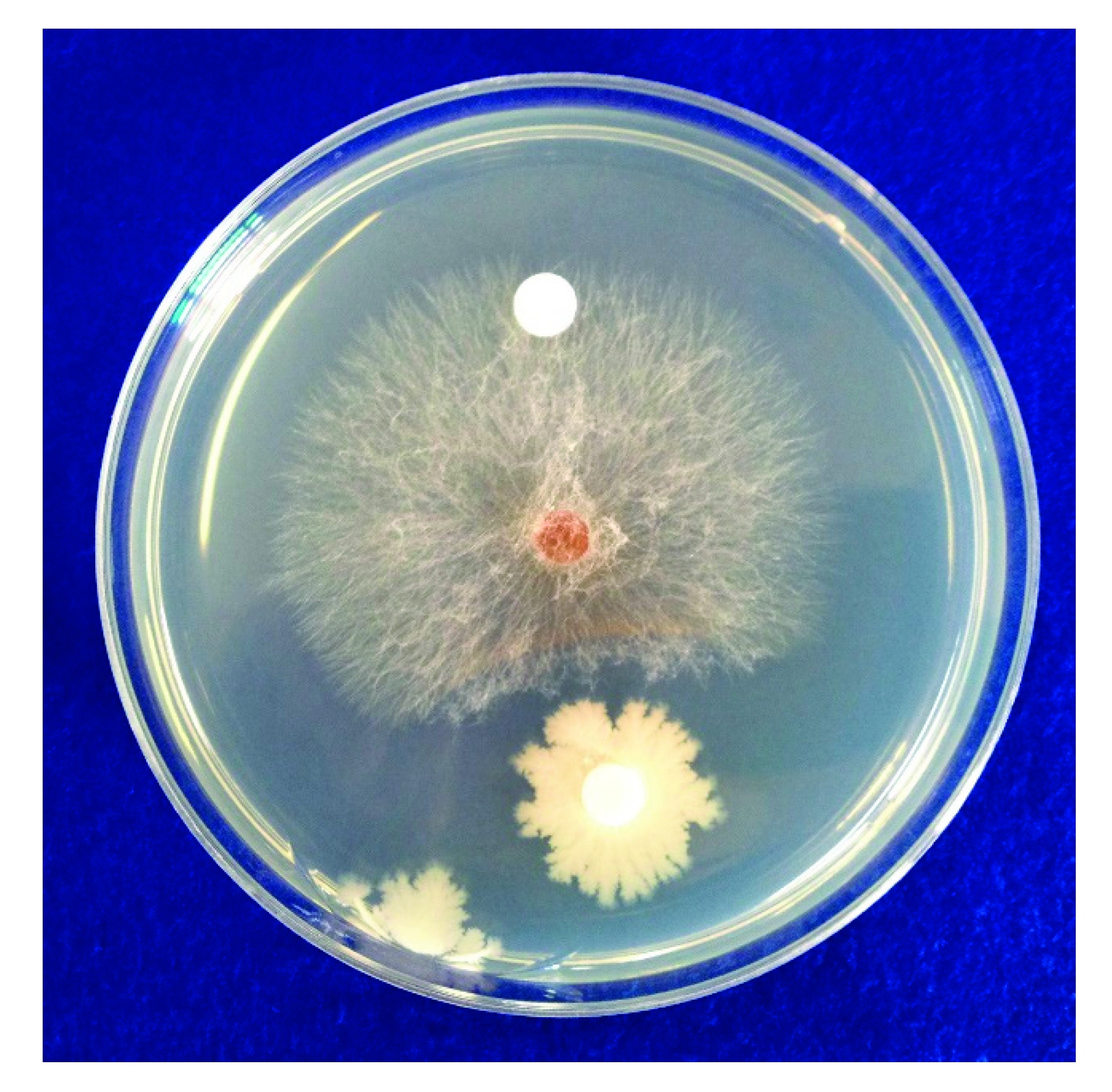 Horticulturae 08 00034 g001