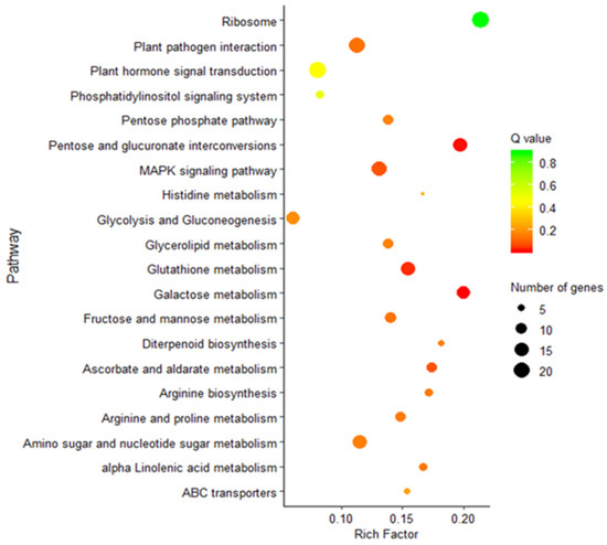 Horticulturae Free Full Text Transcriptomic Analysis Of Sex Associated Degs In Female And 6065