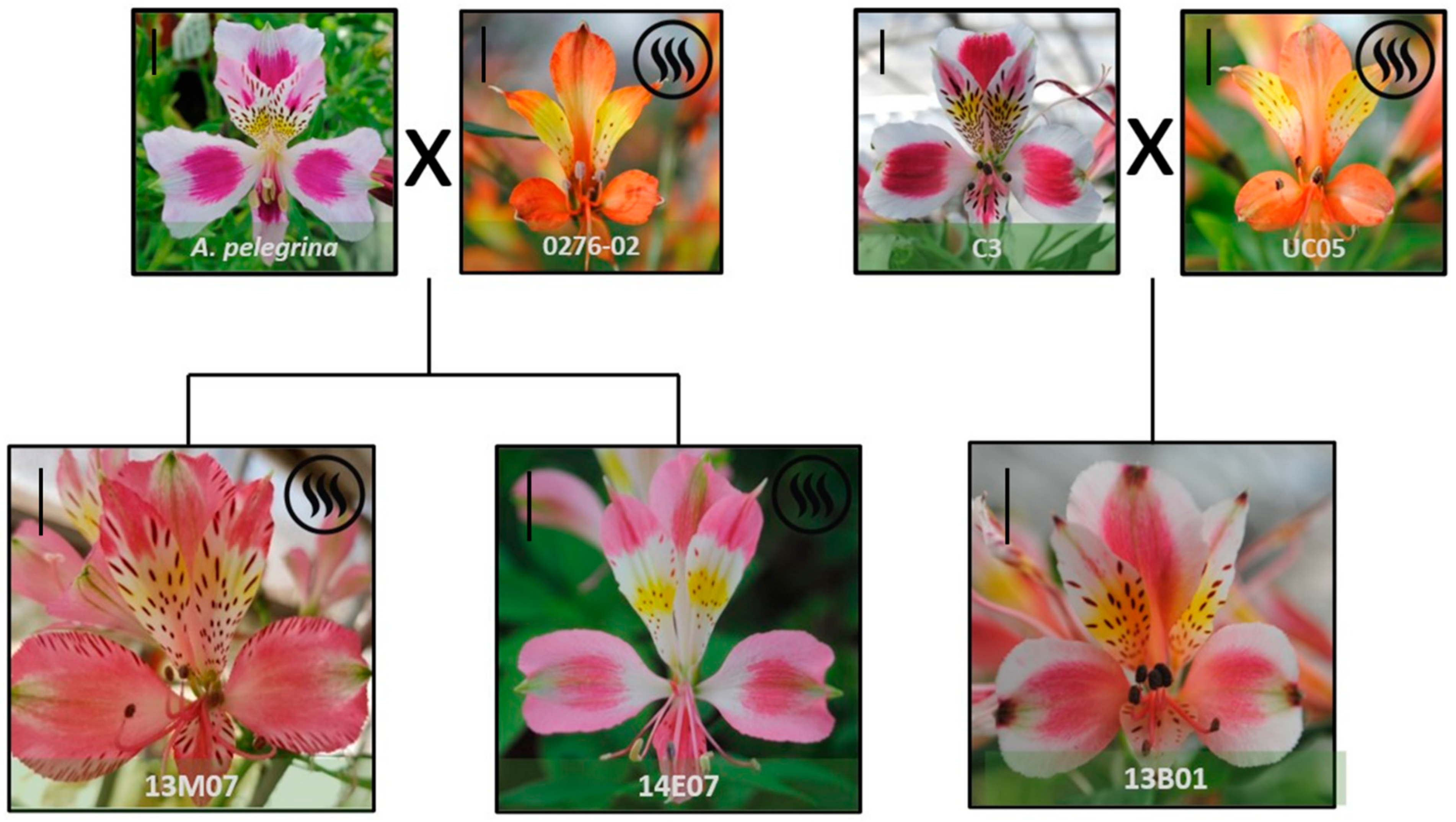 Horticulturae | Free Full-Text | Chemical and Sensorial Characterization of  Scented and Non-Scented Alstroemeria Hybrids