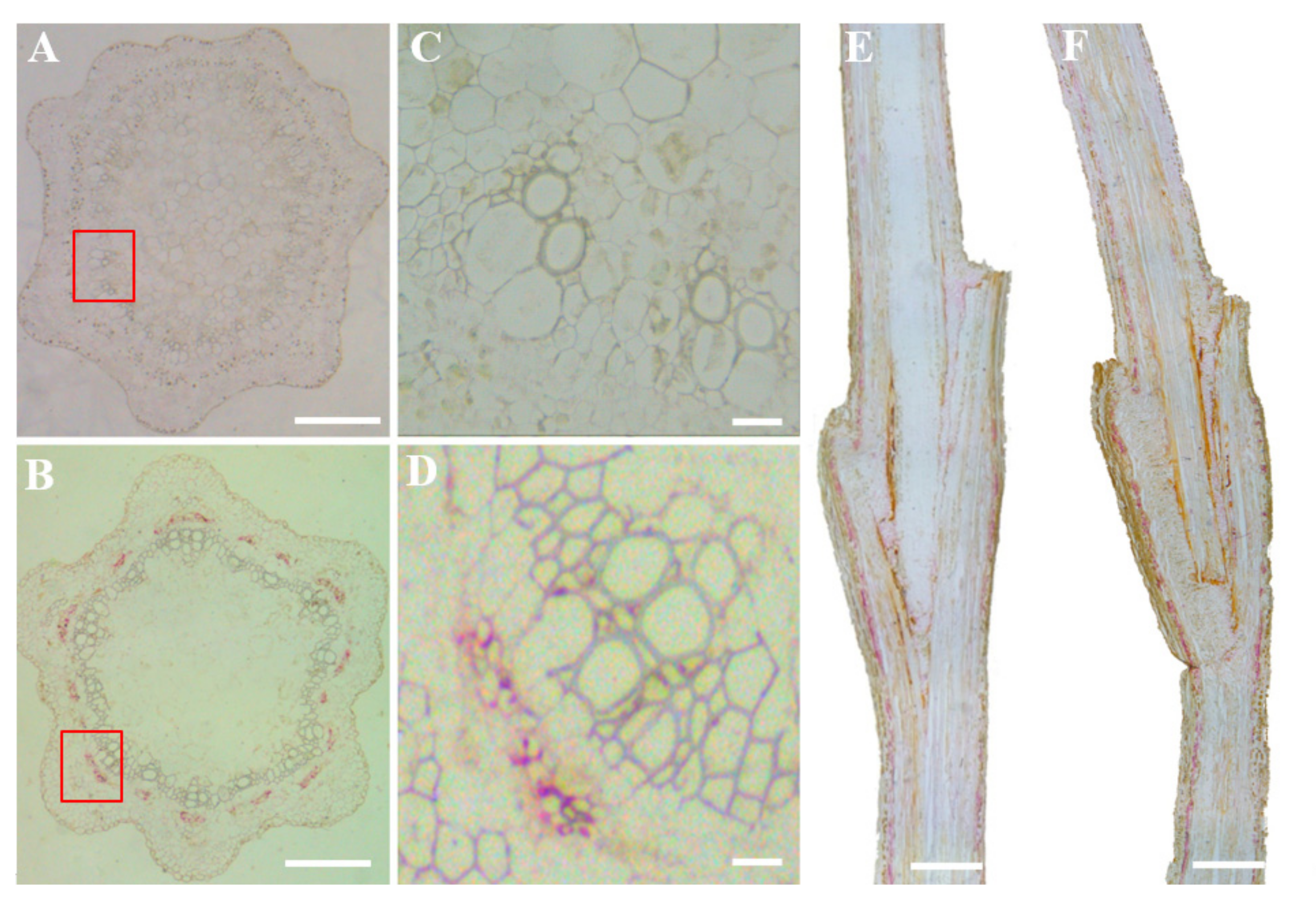Horticulturae 08 00073 g005 Horticulturae 08 00073 g005