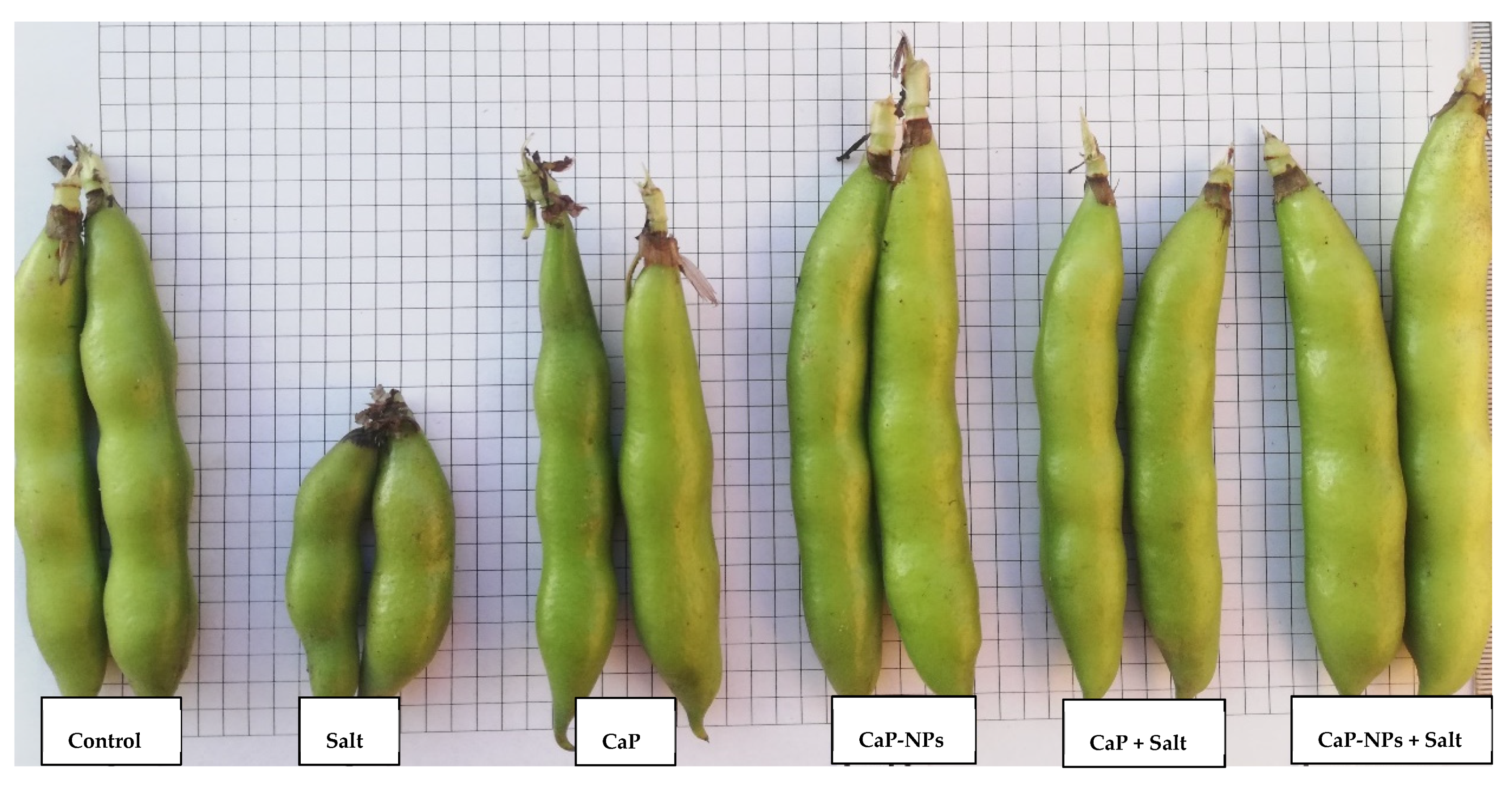 Horticulturae 08 00075 g004