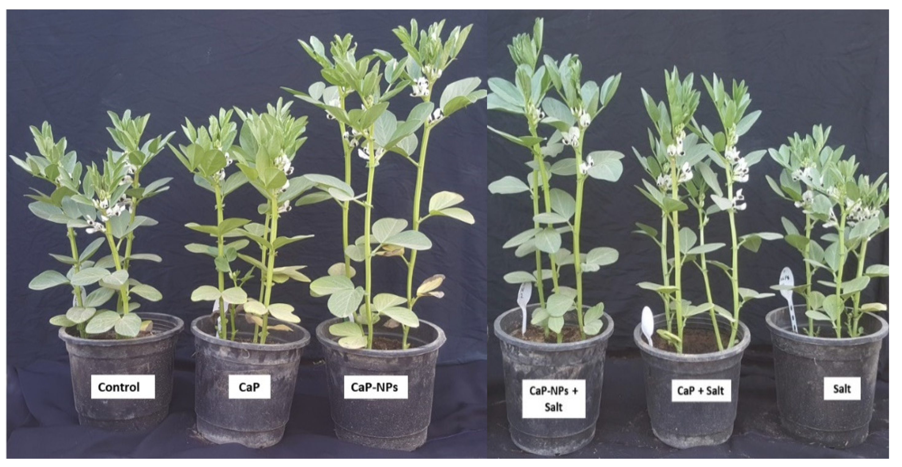 Horticulturae 08 00075 g005