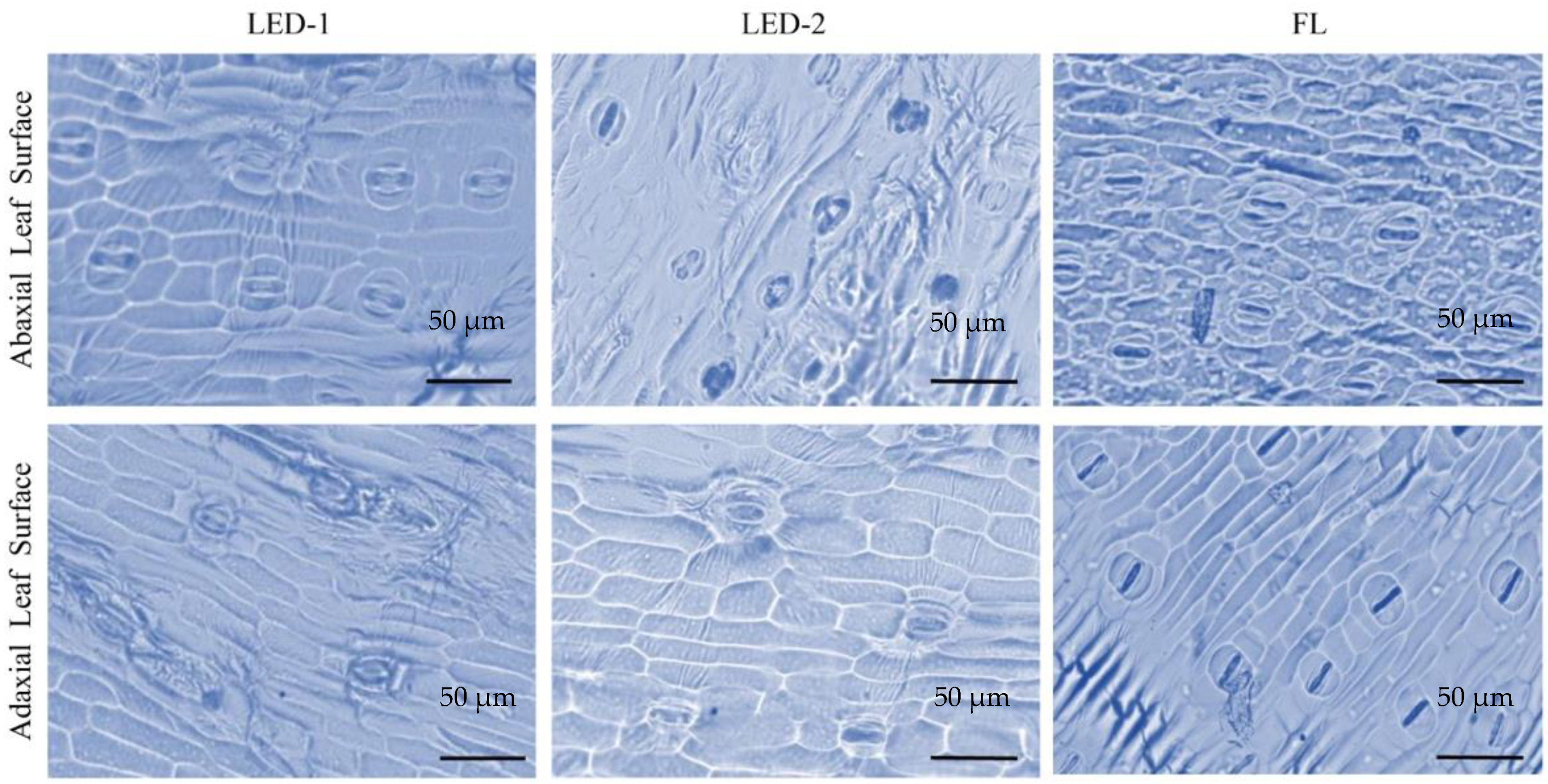 Horticulturae 08 00092 g003