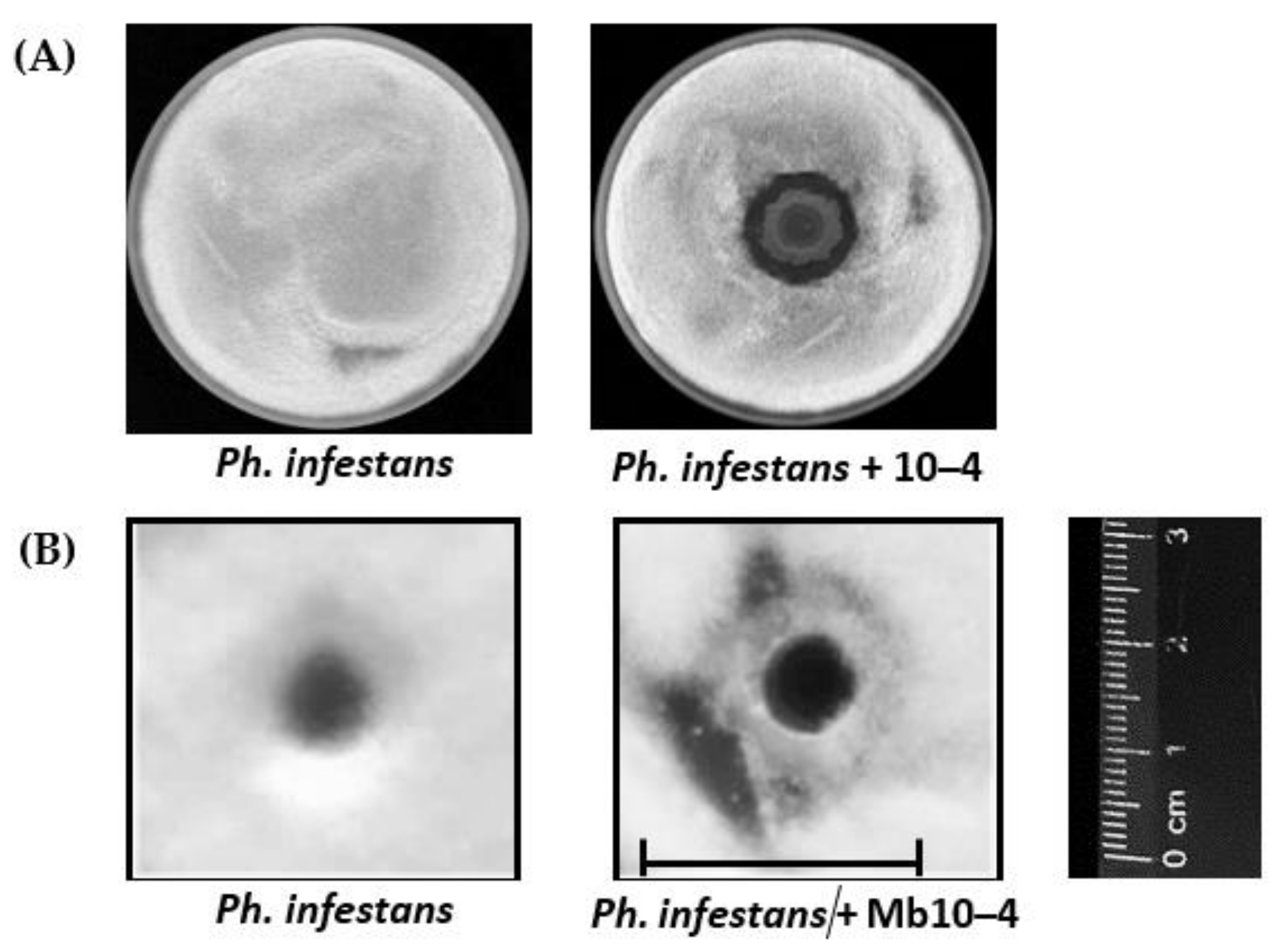 Horticulturae 08 00117 g002