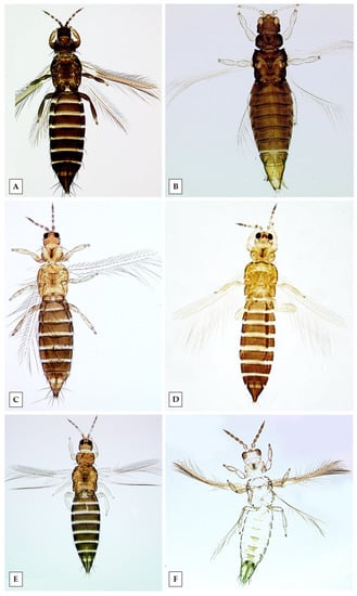 Horticulturae | Free Full-Text | A Comprehensive Thrips Species ...