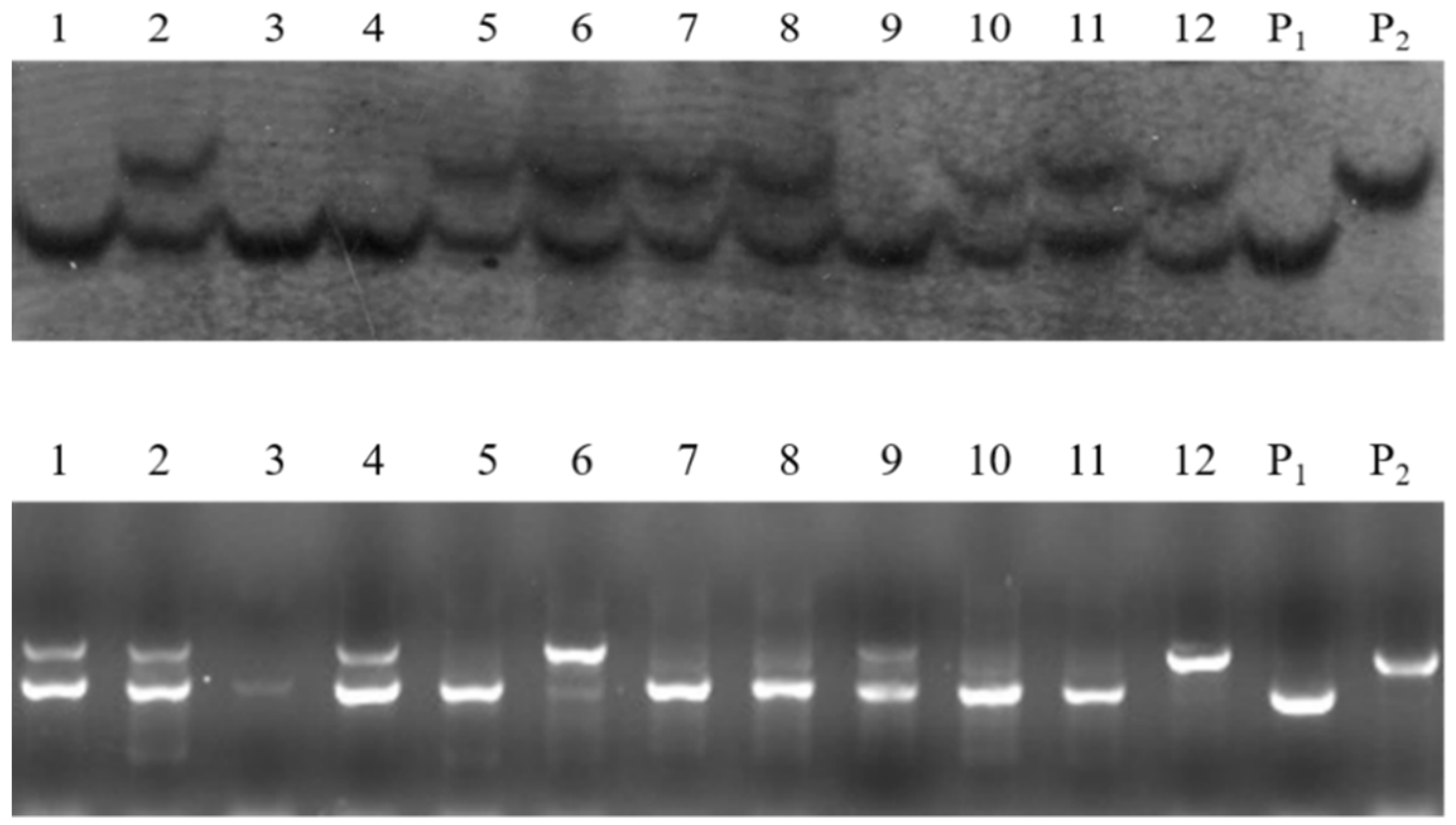 Horticulturae 08 00139 g003