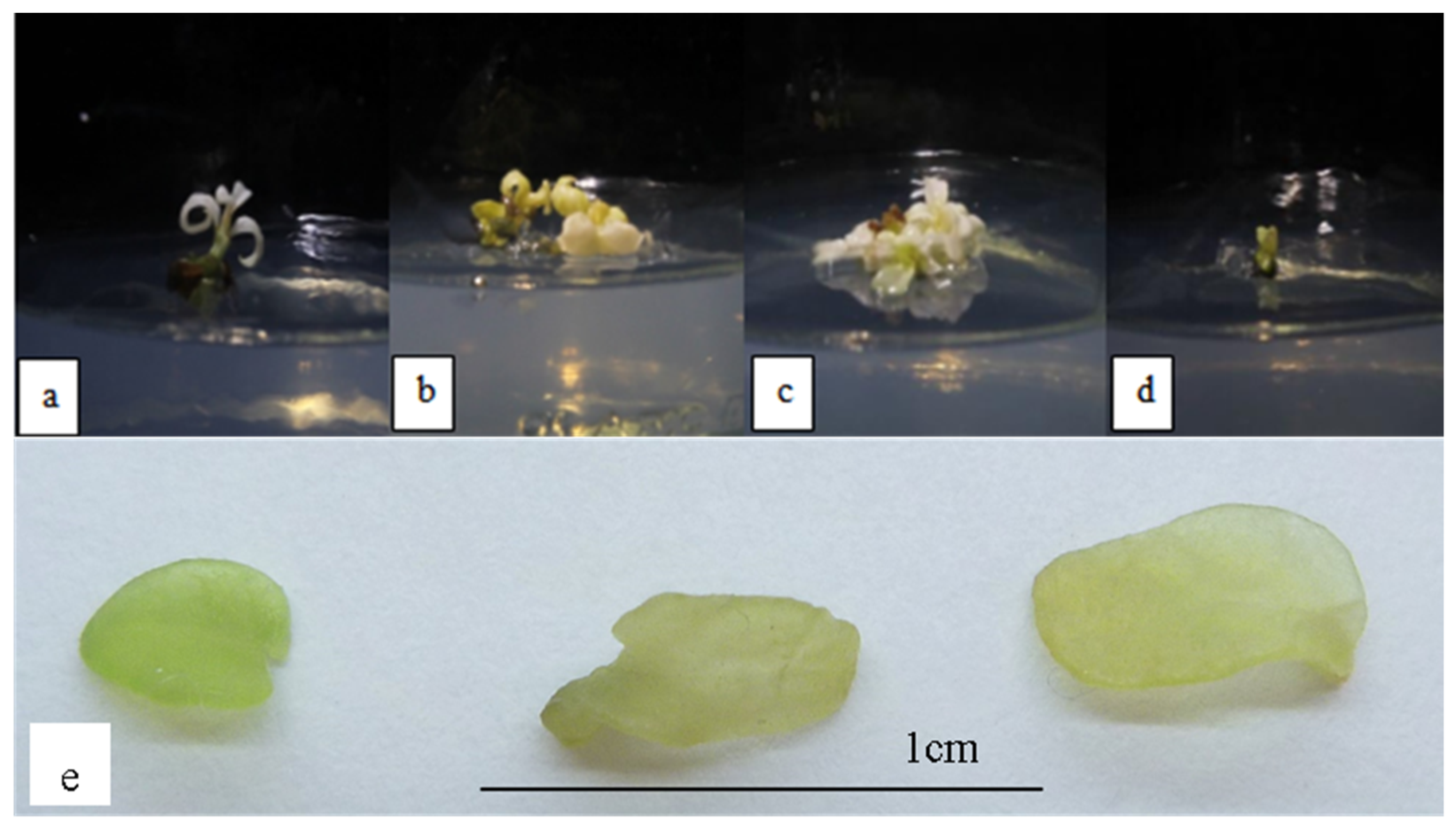 https://www.mdpi.com/horticulturae/horticulturae-08-00153/article_deploy/html/images/horticulturae-08-00153-g001.png