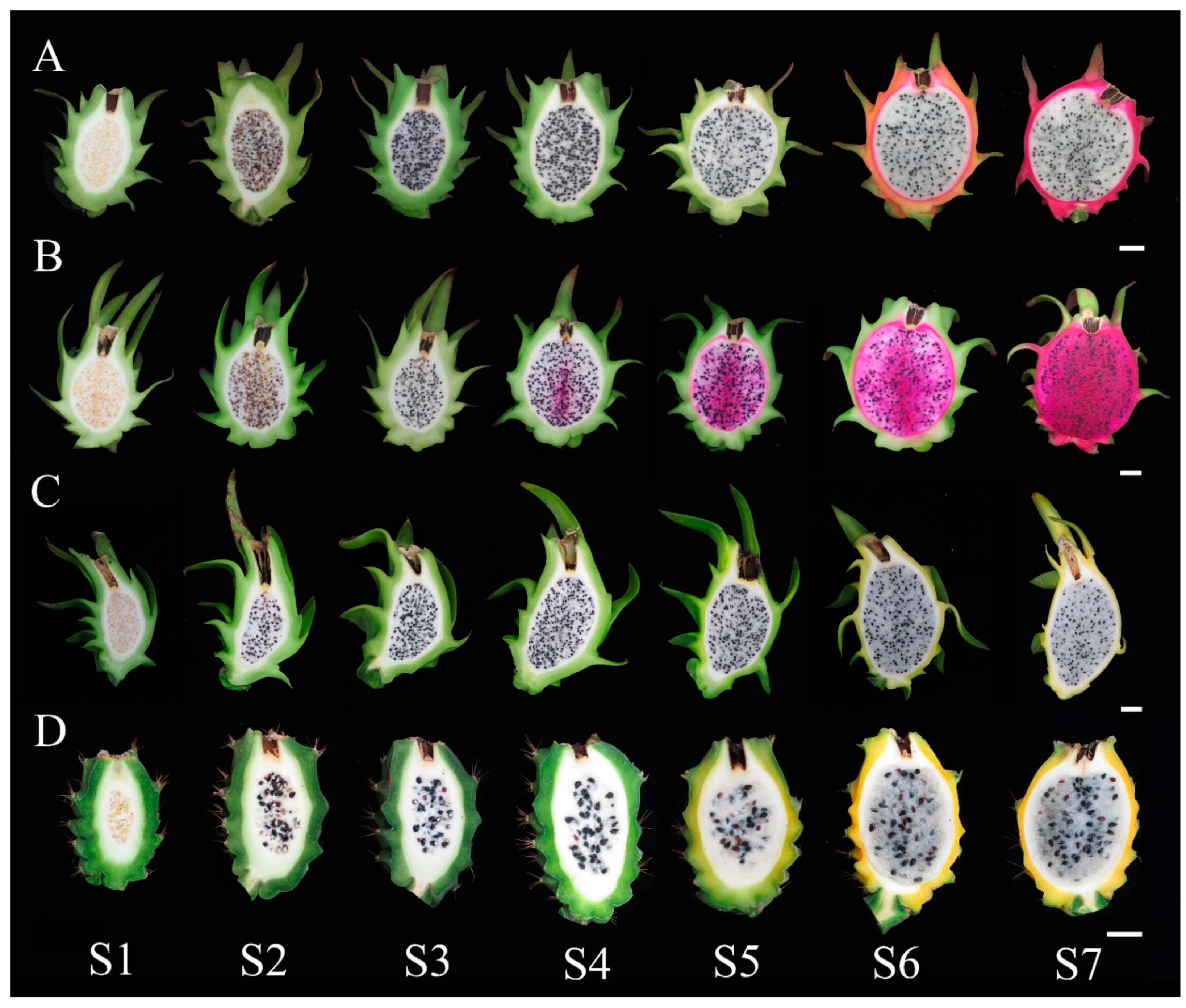 Horticulturae 08 00167 g001