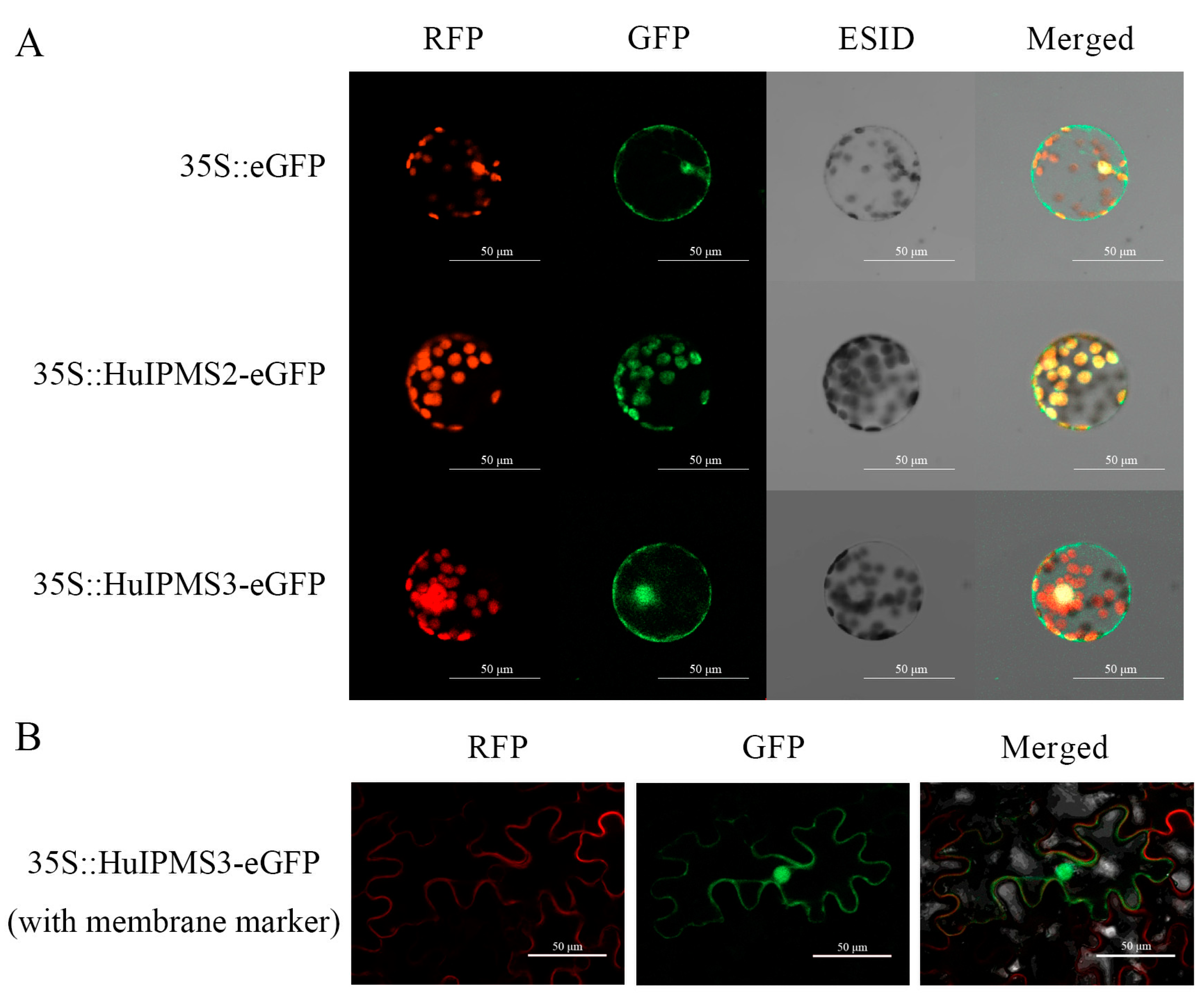 Horticulturae 08 00167 g006