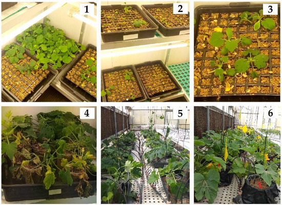 Horticulturae | Free Full-Text | Tolerance Screening for Phytophthora  capsici and Fusarium solani f. sp. cucurbitae in Cucurbita spp. and Gene  Expression Responses in Mutant Families
