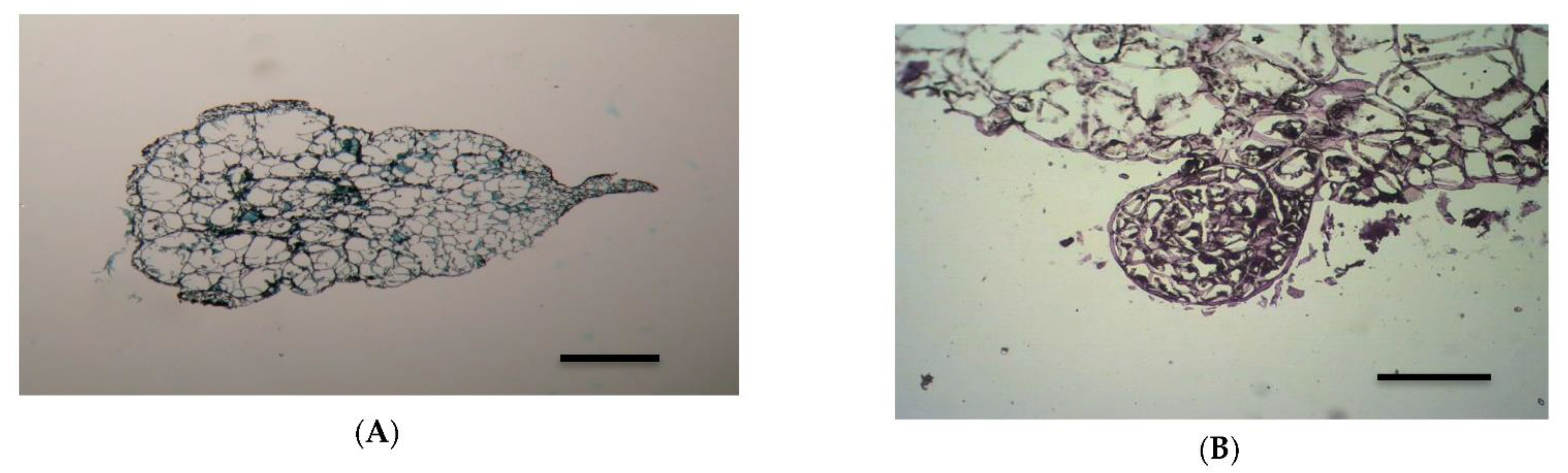 Horticulturae 08 00206 g005