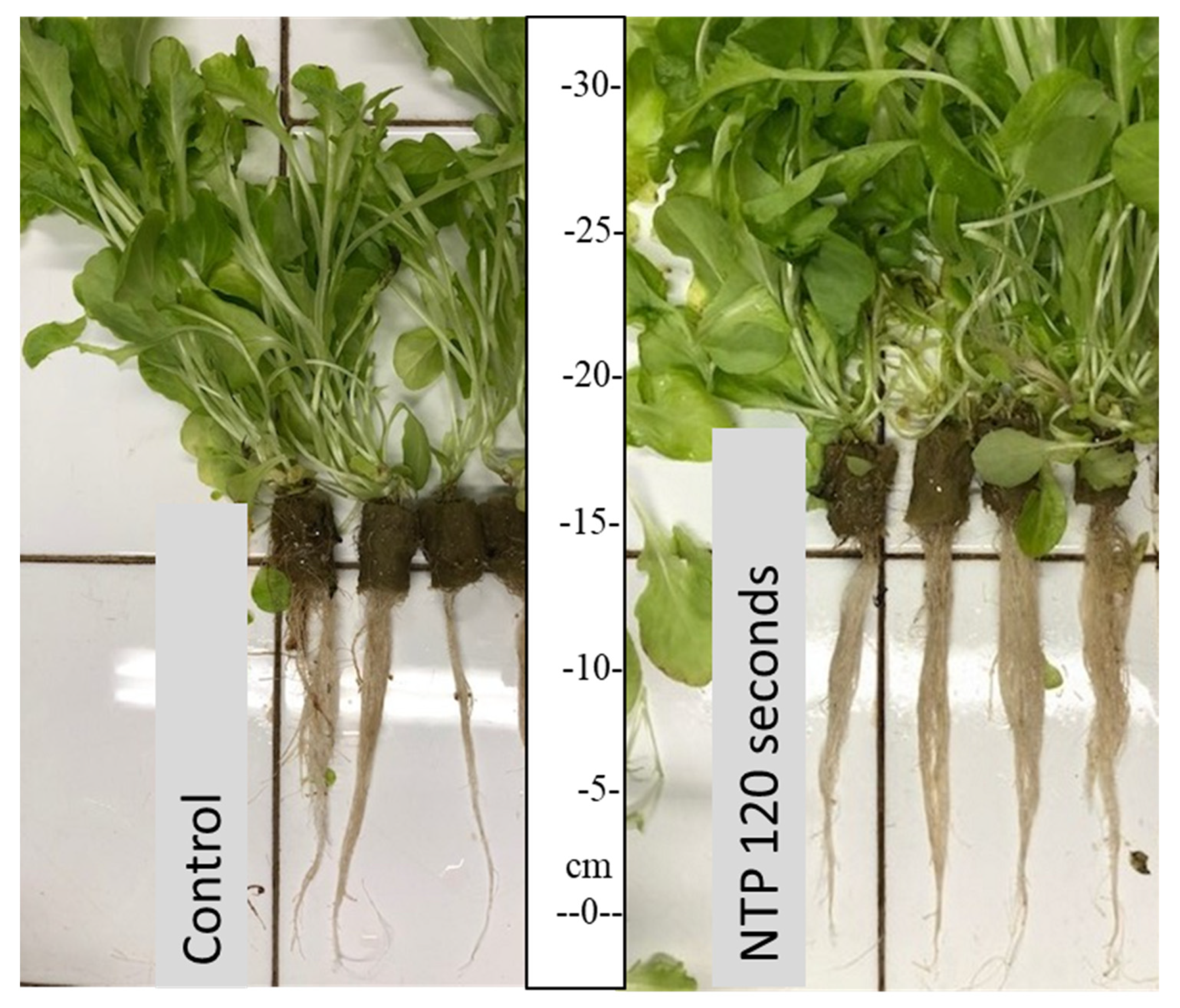 Horticulturae 08 00251 g008