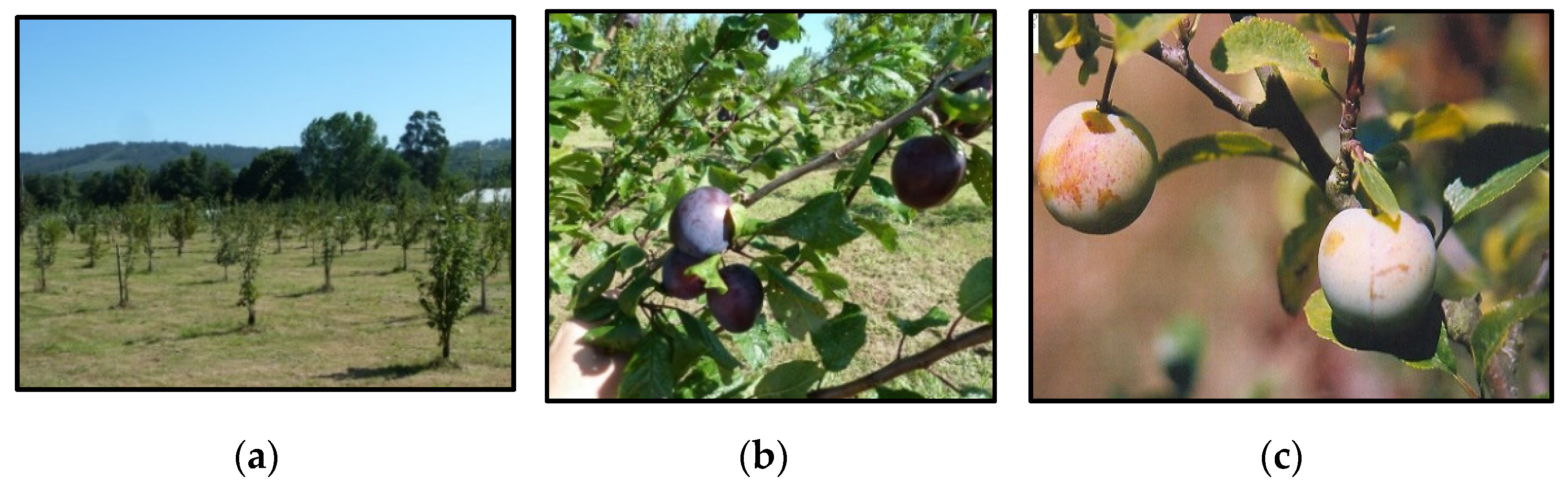 Horticulturae 08 00286 g001