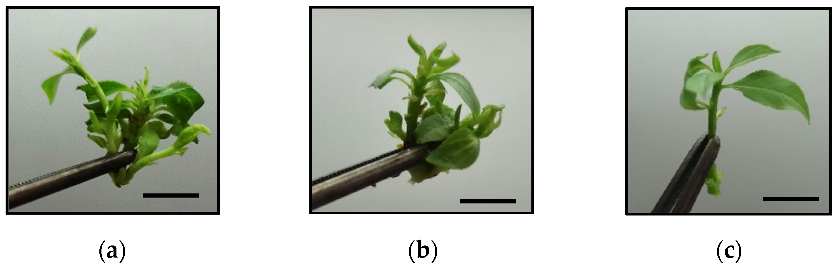 Horticulturae 08 00286 g002