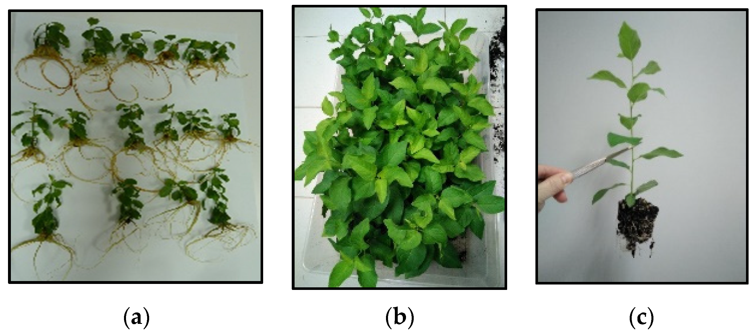 Horticulturae 08 00286 g010