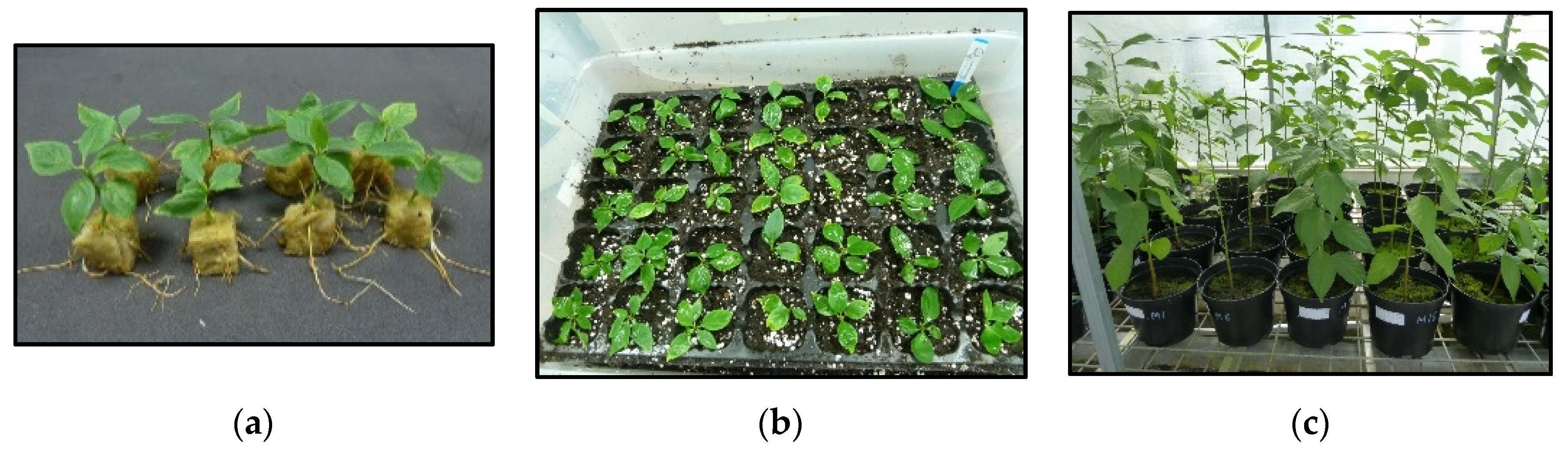 Horticulturae 08 00286 g011