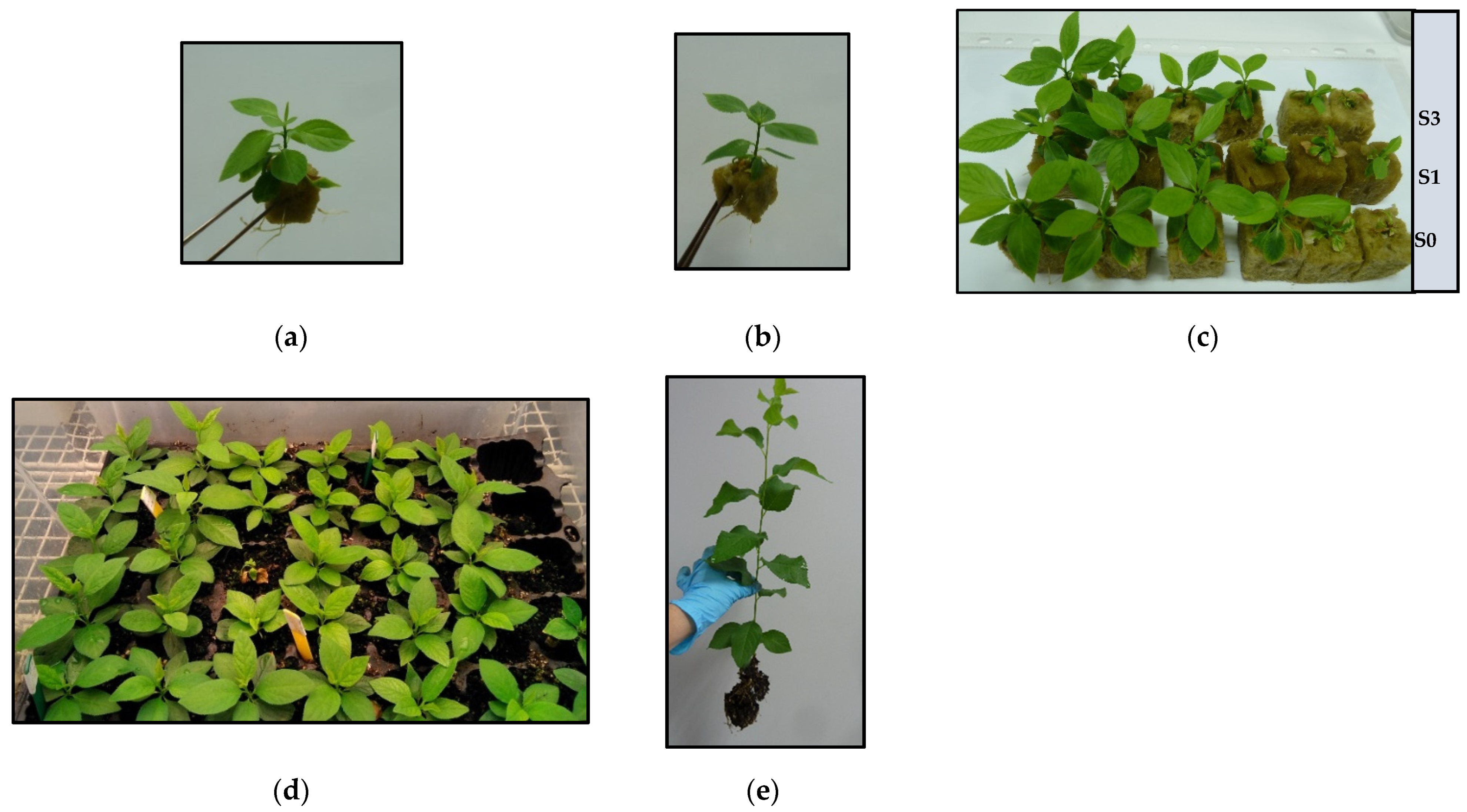 Horticulturae 08 00286 g013