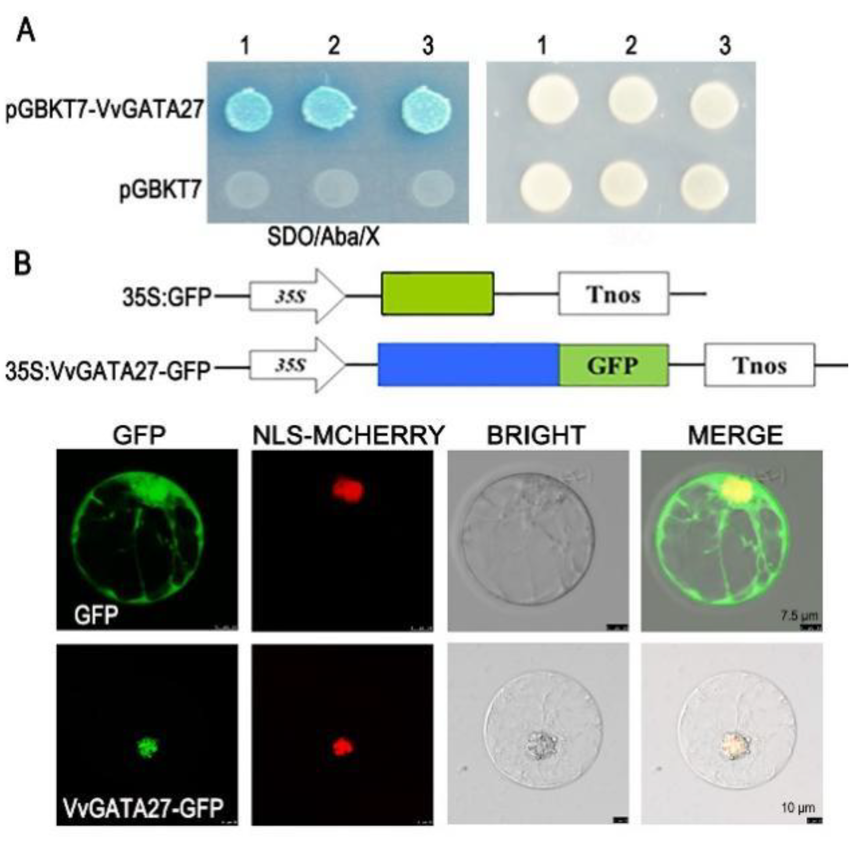 Horticulturae 08 00303 g006