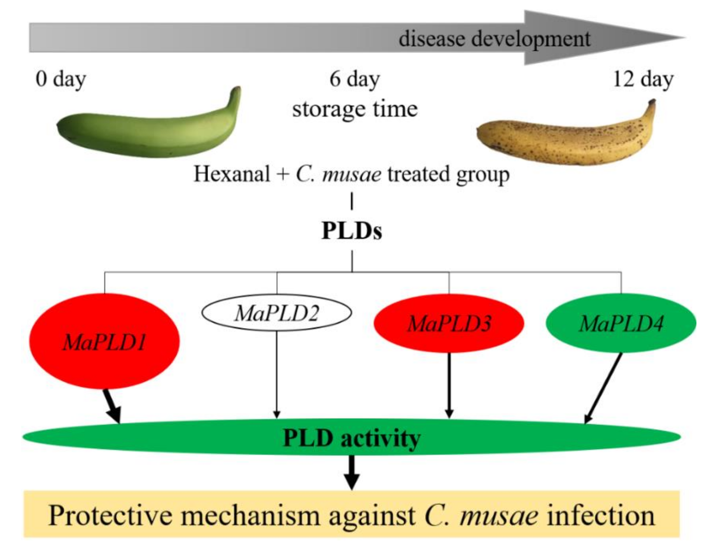 Horticulturae 08 00312 g006