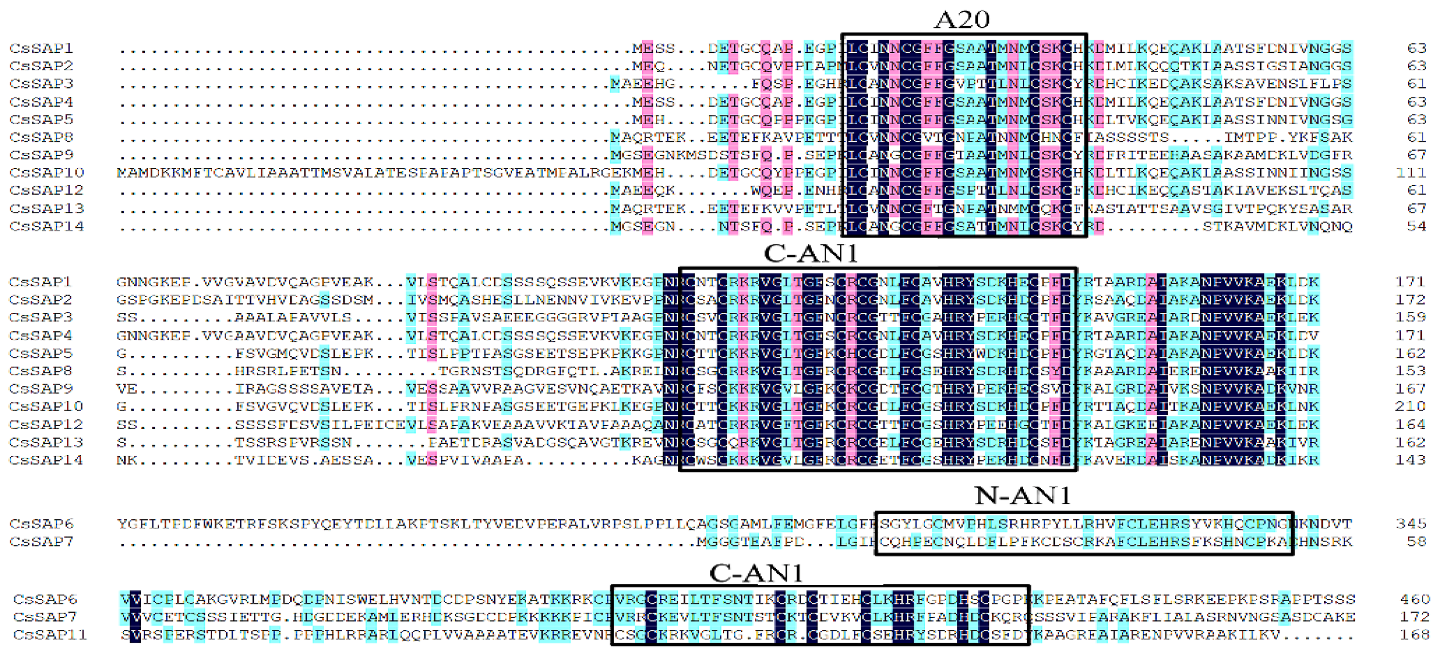 Horticulturae | Free Full-Text | Genome-Wide Analyses of Tea Plant  Stress-Associated Proteins (SAPs) Reveal the Role of CsSAP12 in Increased  Drought Tolerance in Transgenic Tomatoes