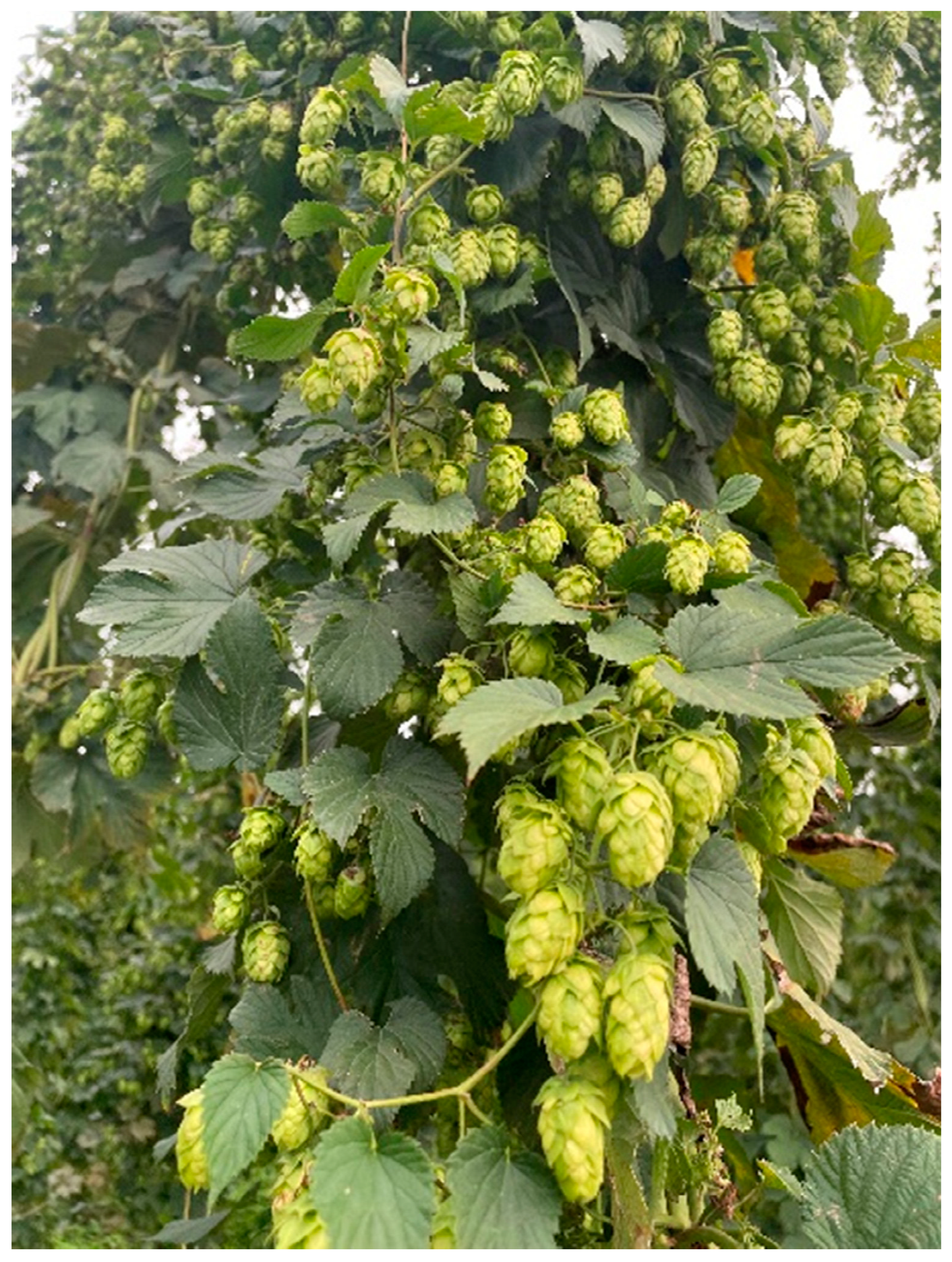 Horticulturae | Free Full-Text | Hop (Humulus lupulus L.) Essential Oils  and Xanthohumol Derived from Extraction Process Using Solvents of Different  Polarity | HTML