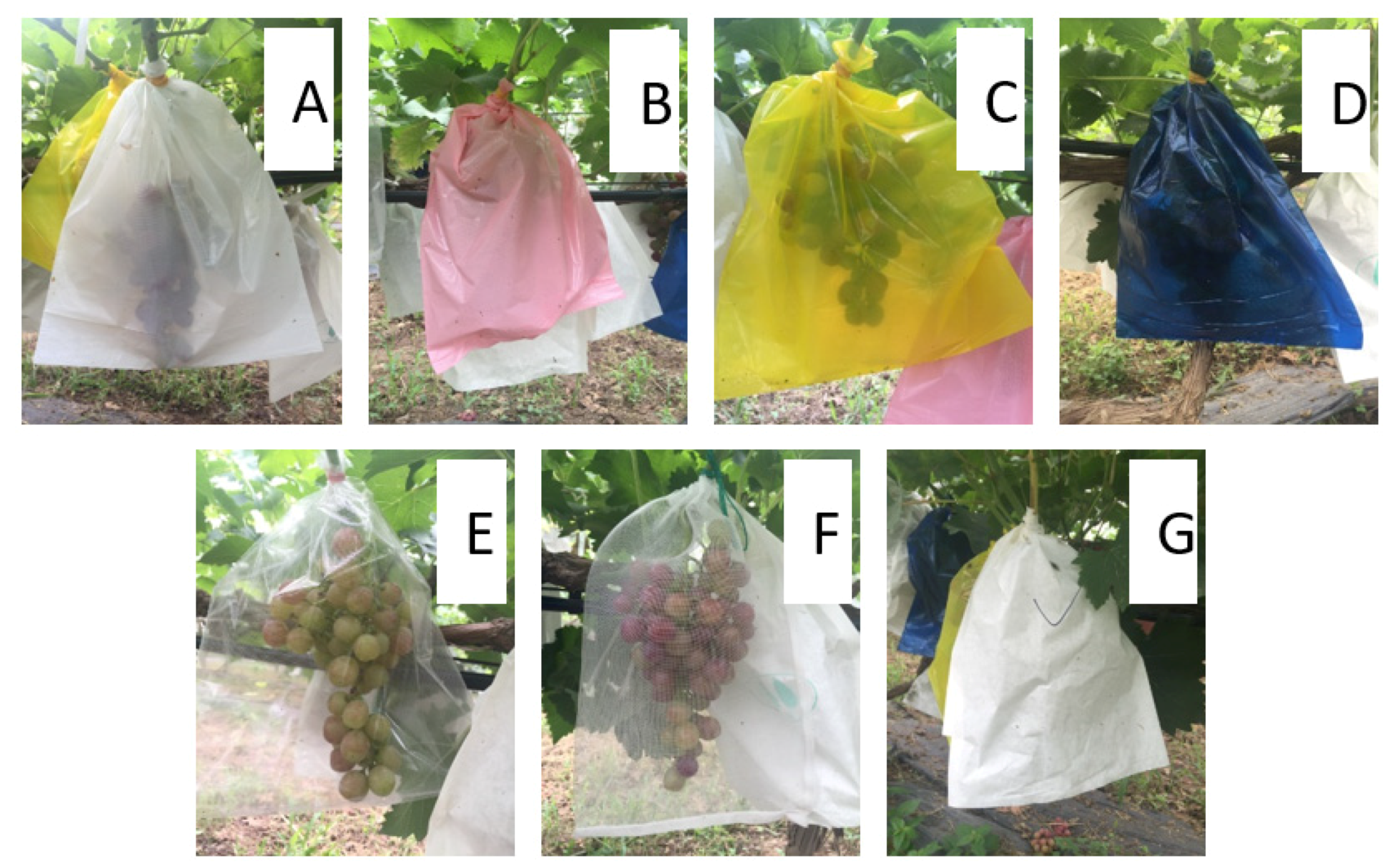 Horticulturae | Free Full-Text | Effects of Fruit Bagging Treatment with  Different Types of Bags on the Contents of Phenolics and Monoterpenes in  Muscat-Flavored Table Grapes