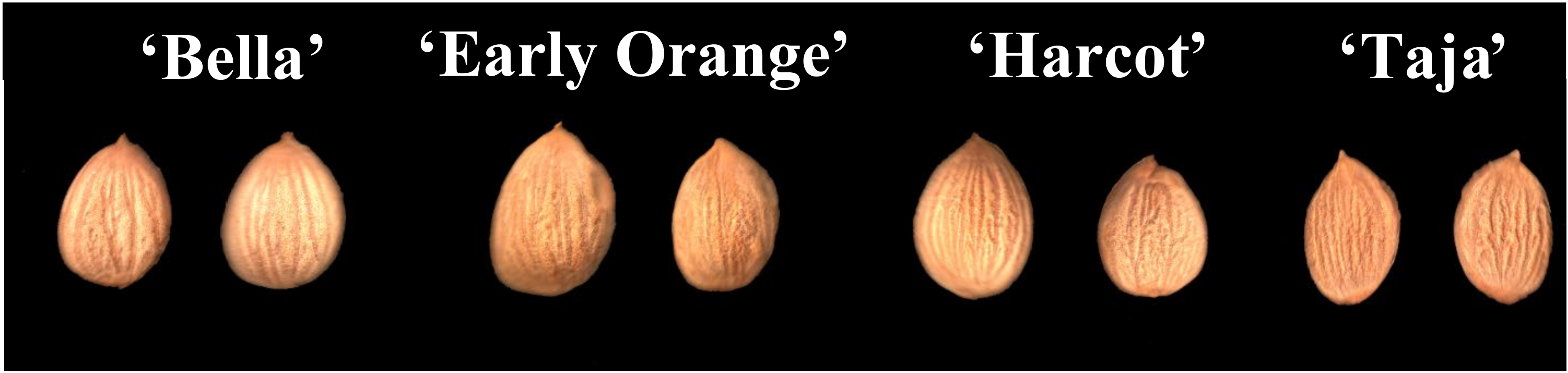 Horticulturae 08 00431 g001