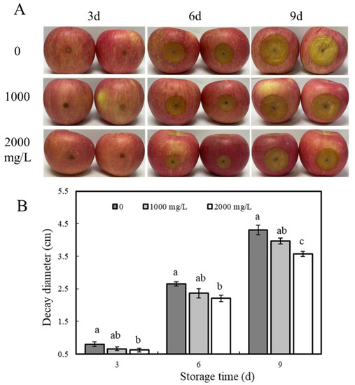 Rotten Fruit May Be Due to Microbe Warfare, Science