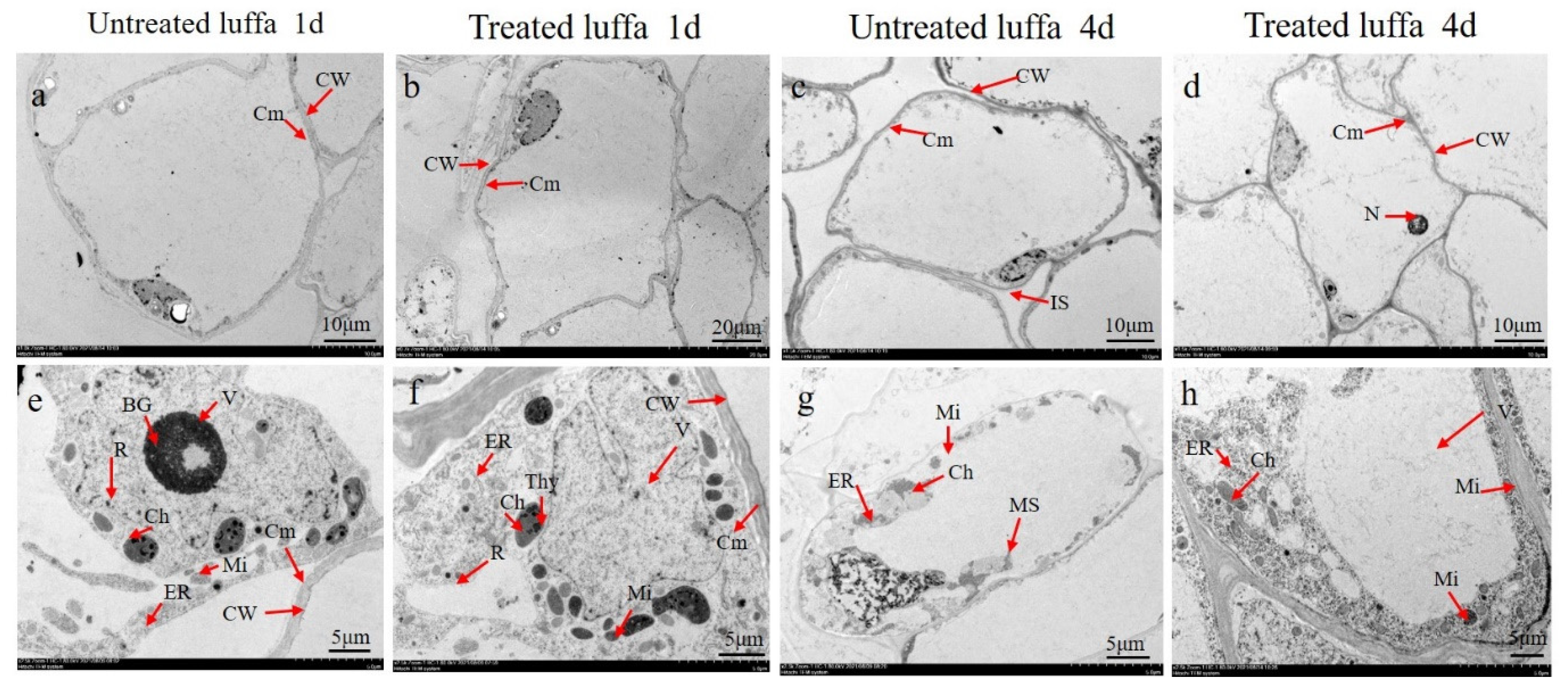 Horticulturae 08 00473 g007