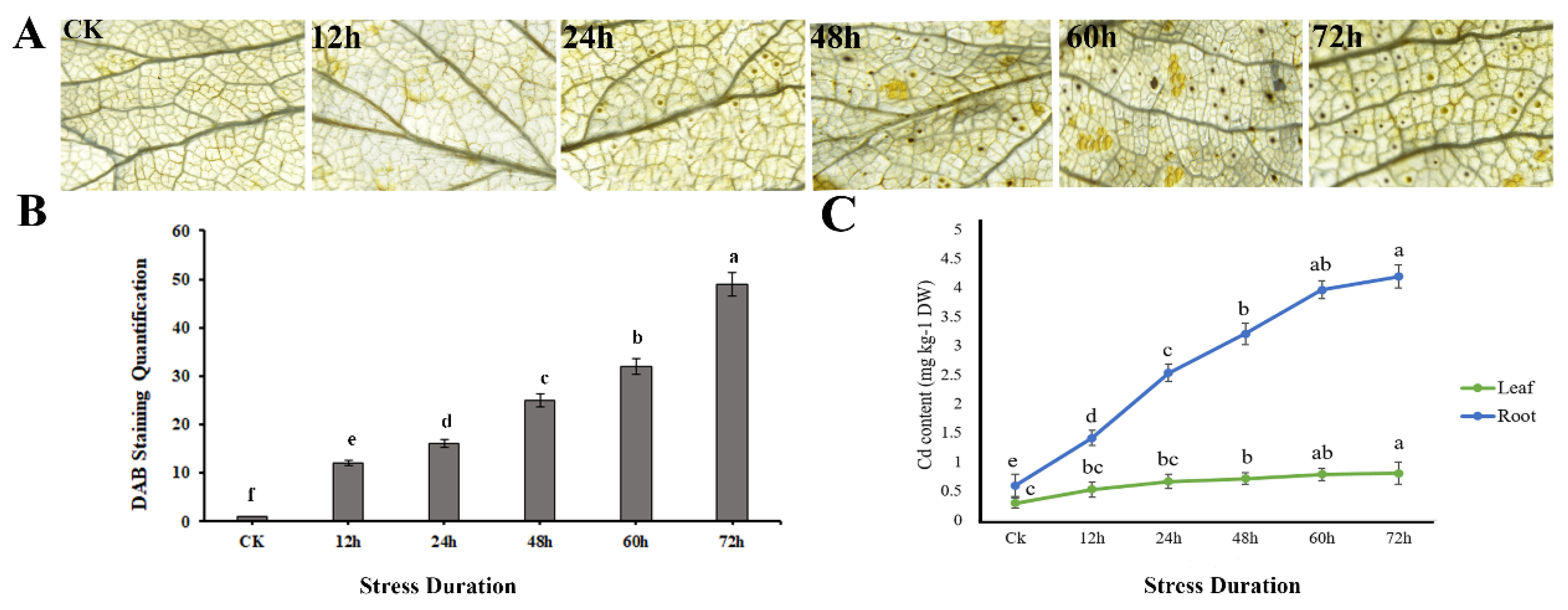 Horticulturae 08 00477 g006