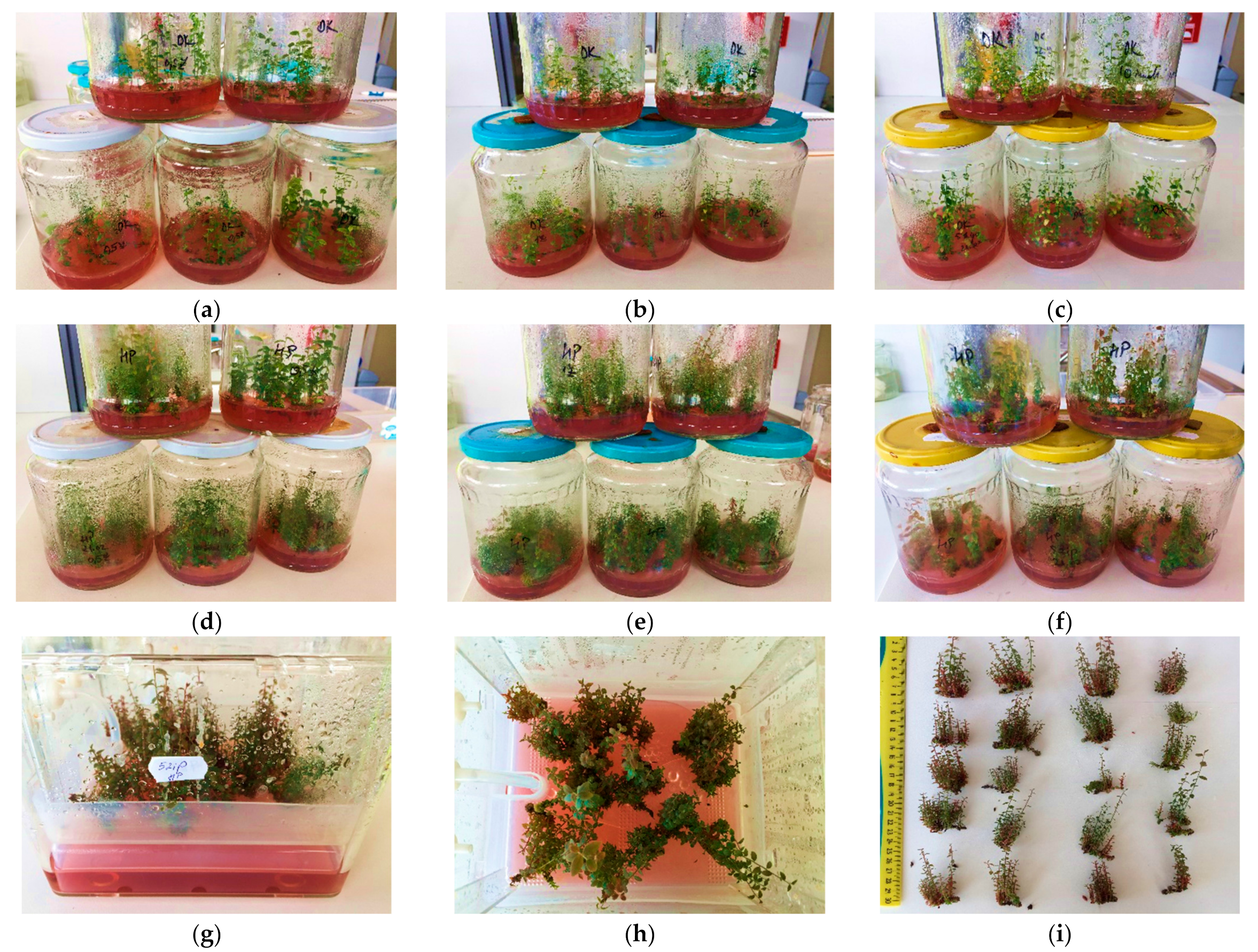 Horticulturae | Free Full-Text | Micropropagation of Vaccinium