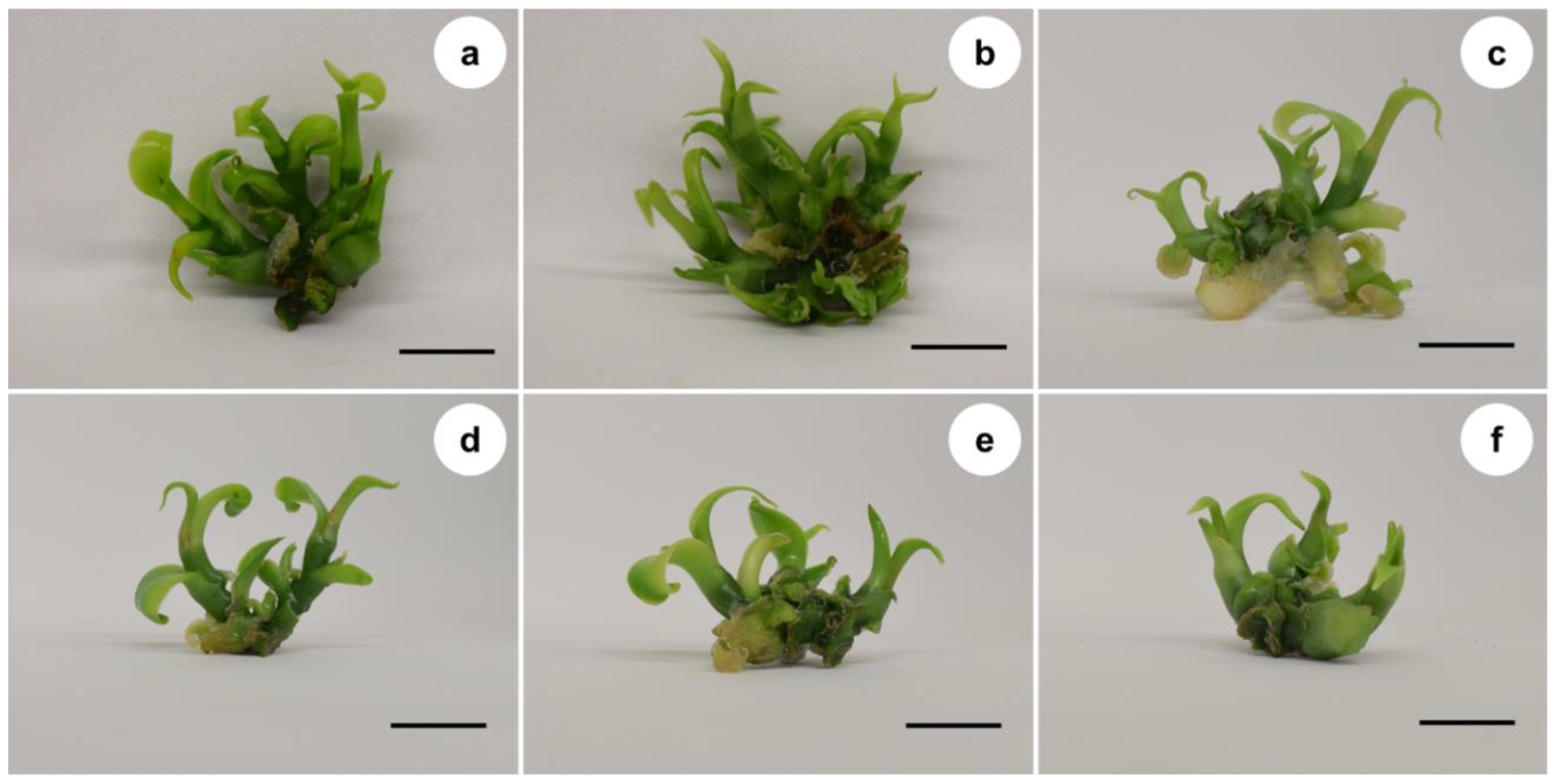 Horticulturae 08 00503 g002