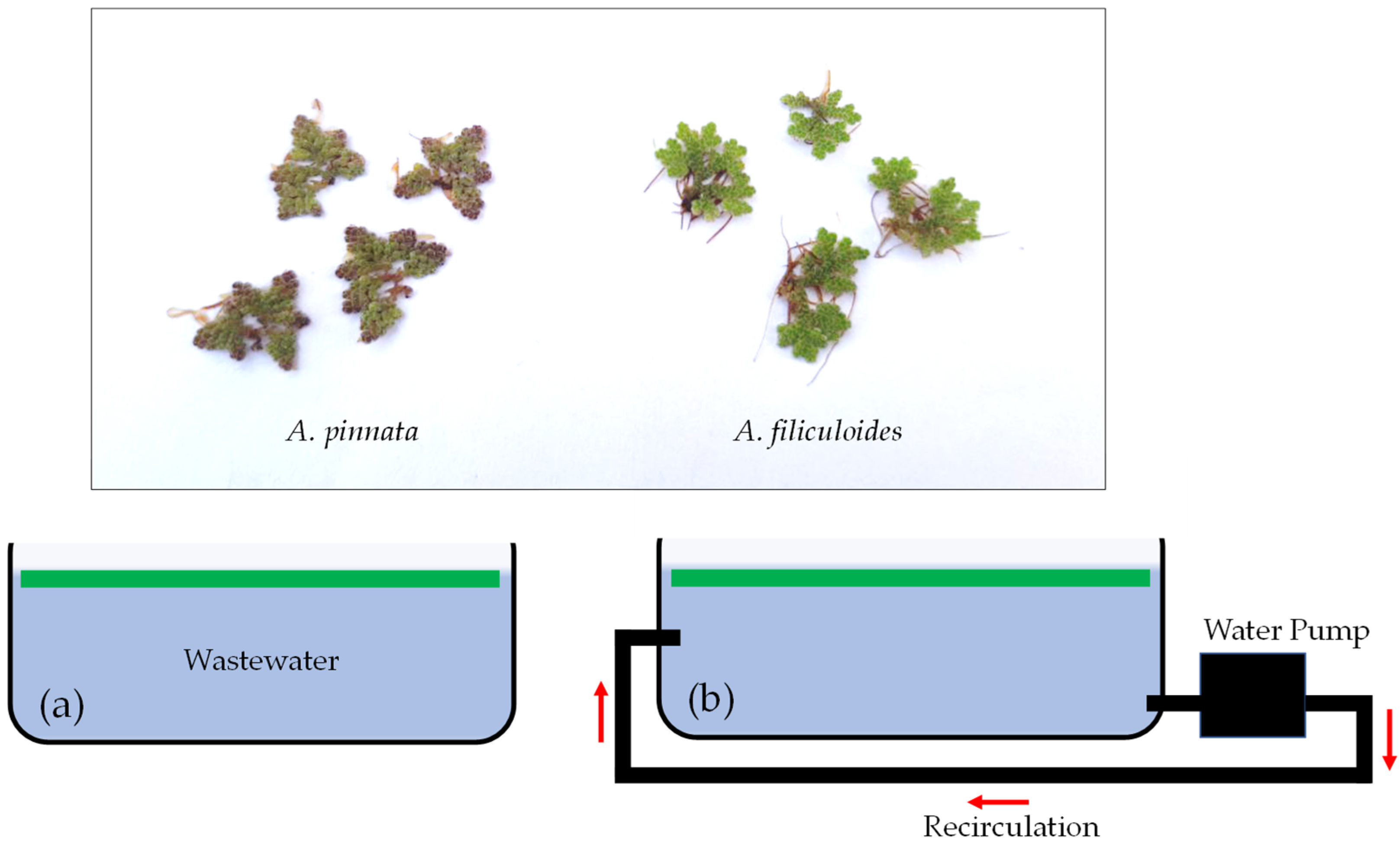 Horticulturae 08 00506 g002