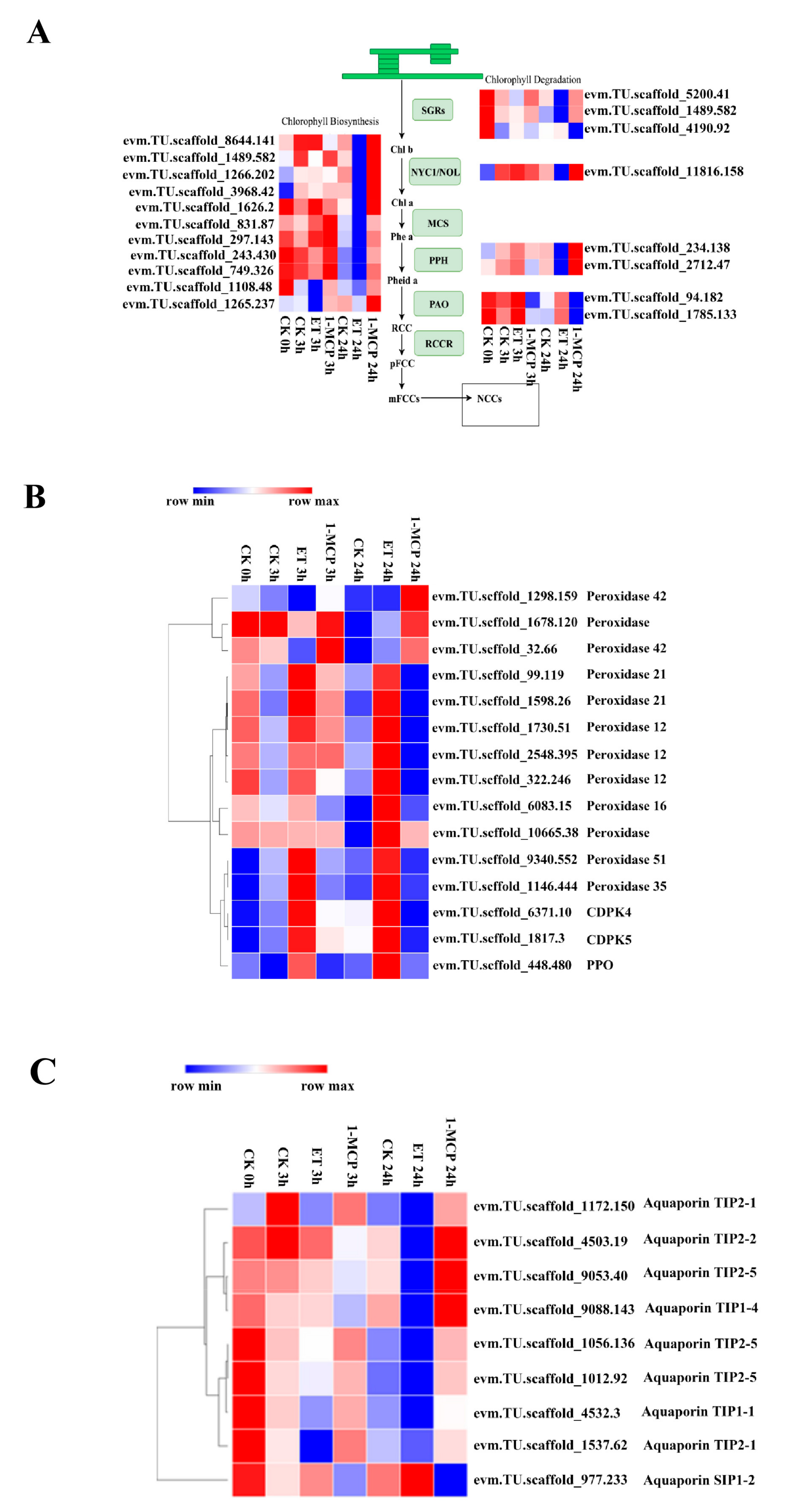 Horticulturae 08 00573 g004
